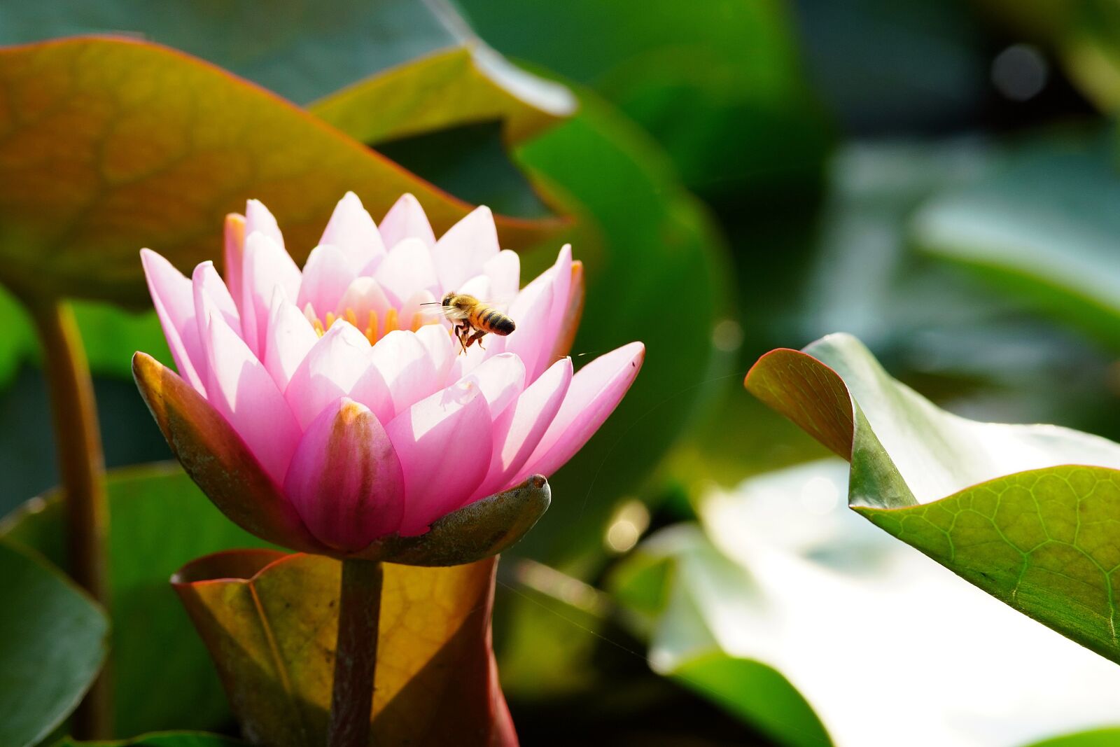 Canon EF 300mm F4L IS USM sample photo. Lotus, bee, pond photography