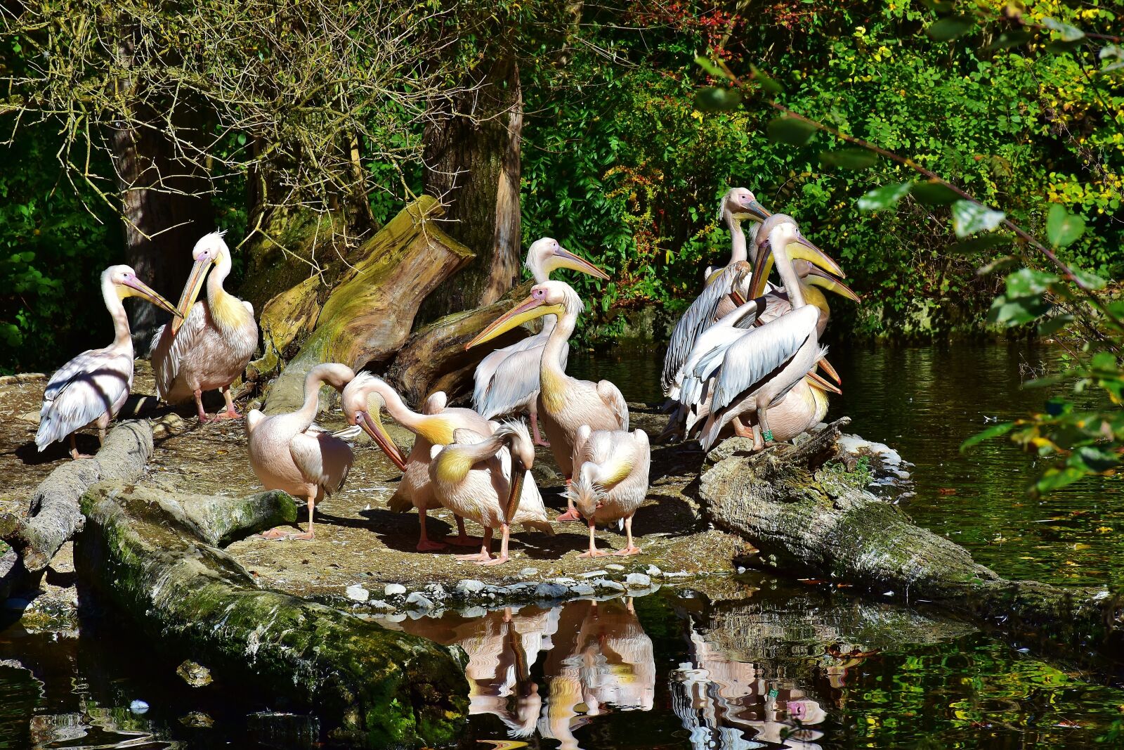 Nikon D7200 sample photo. Pelikan, bird, wild bird photography