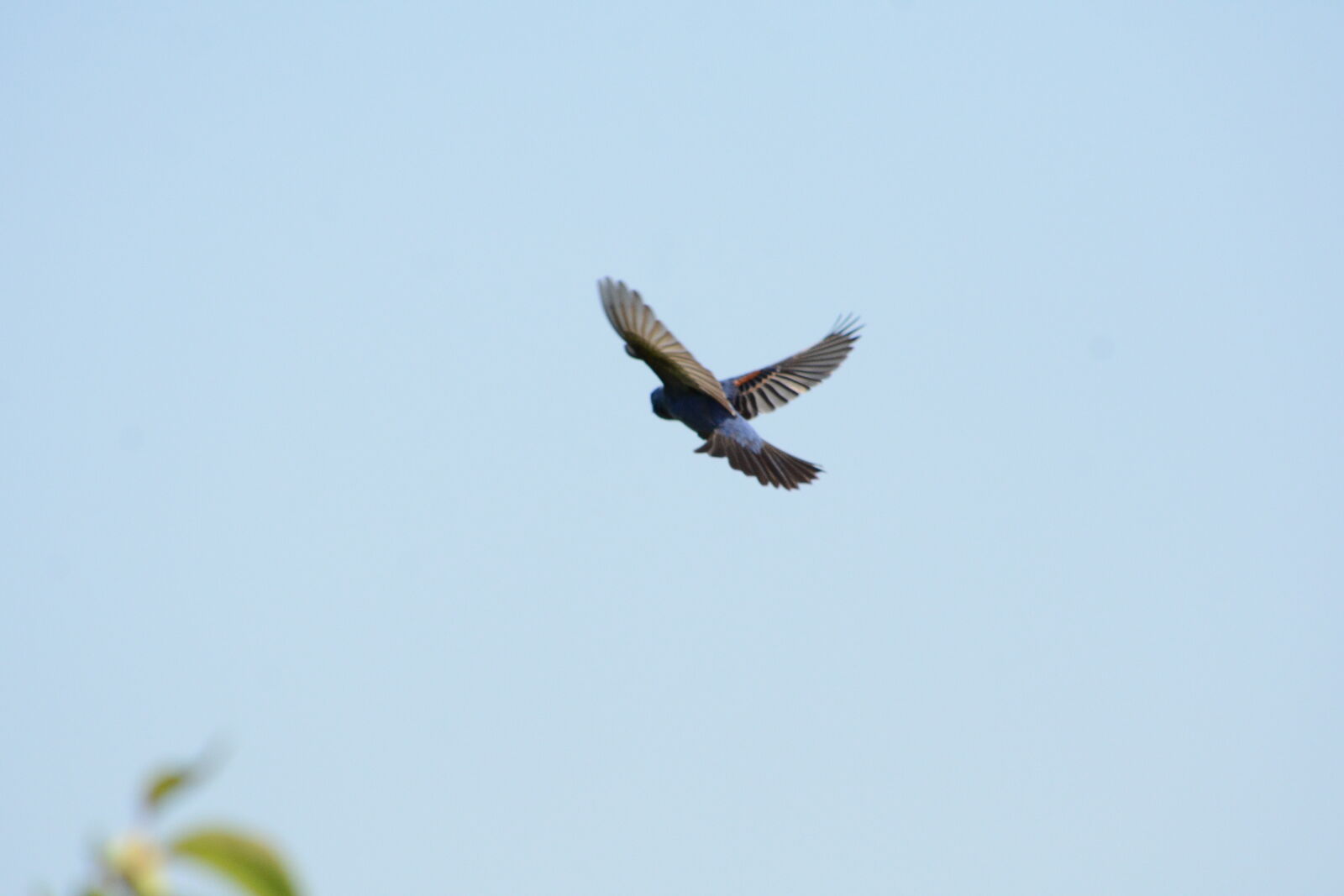 Nikon D7100 sample photo