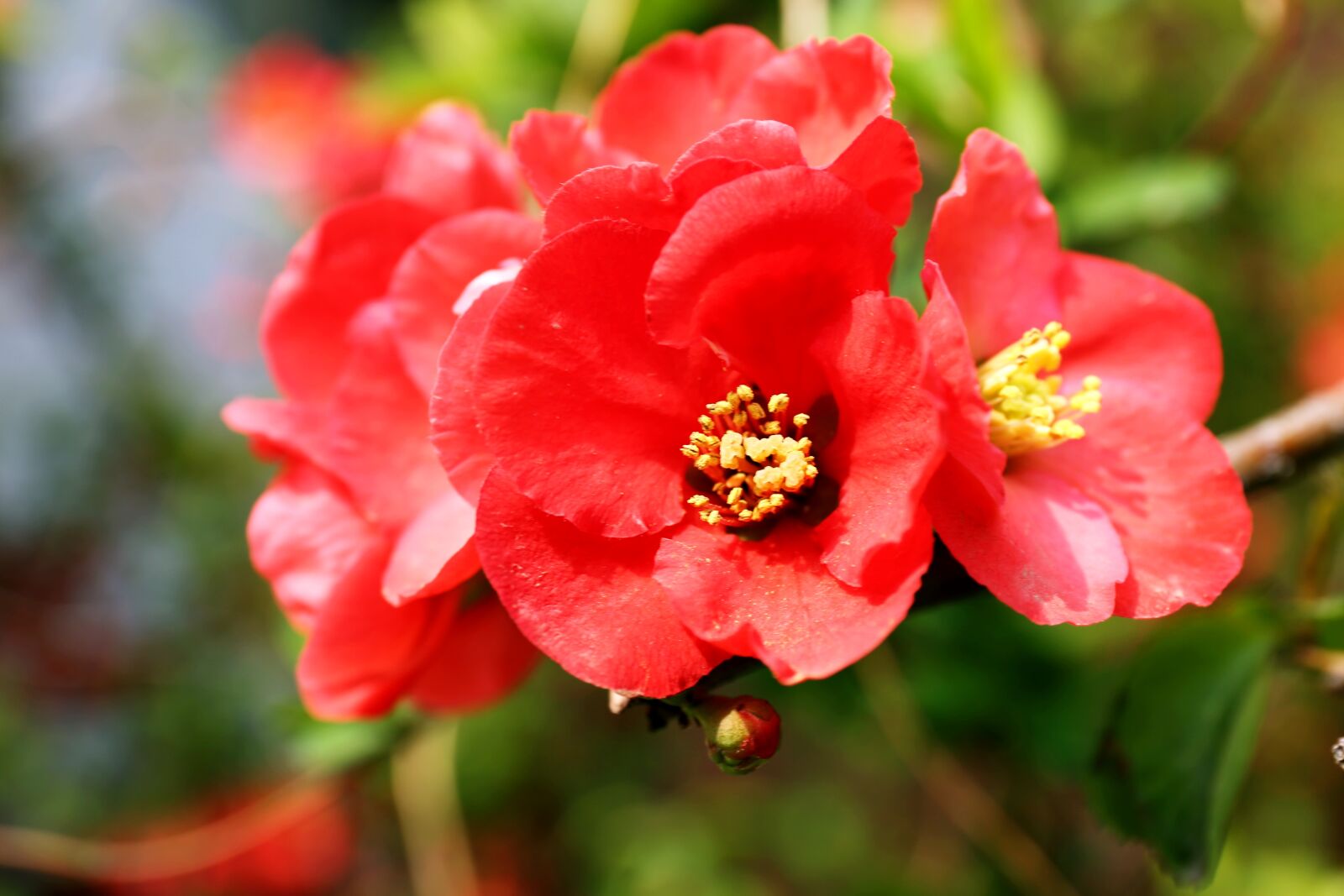 Canon EF 24-70mm F4L IS USM sample photo. Famous flower, flowers, nature photography