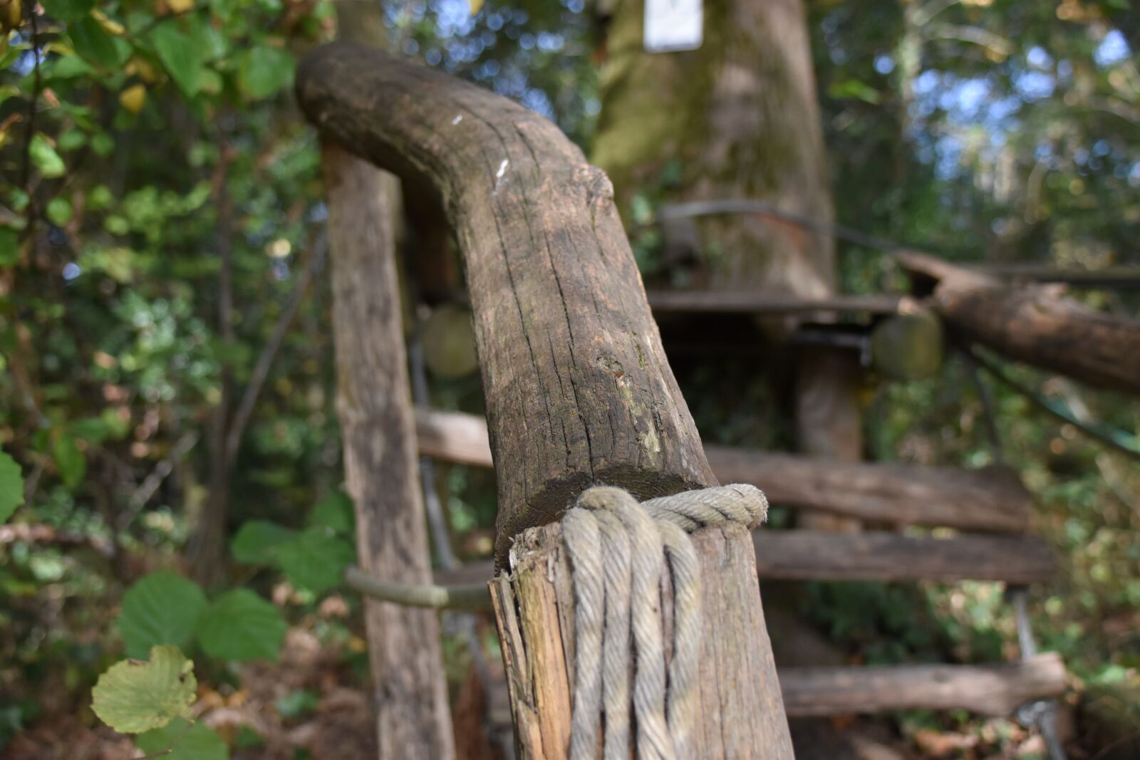 Nikon D5500 sample photo. Branches, ramp, nature photography