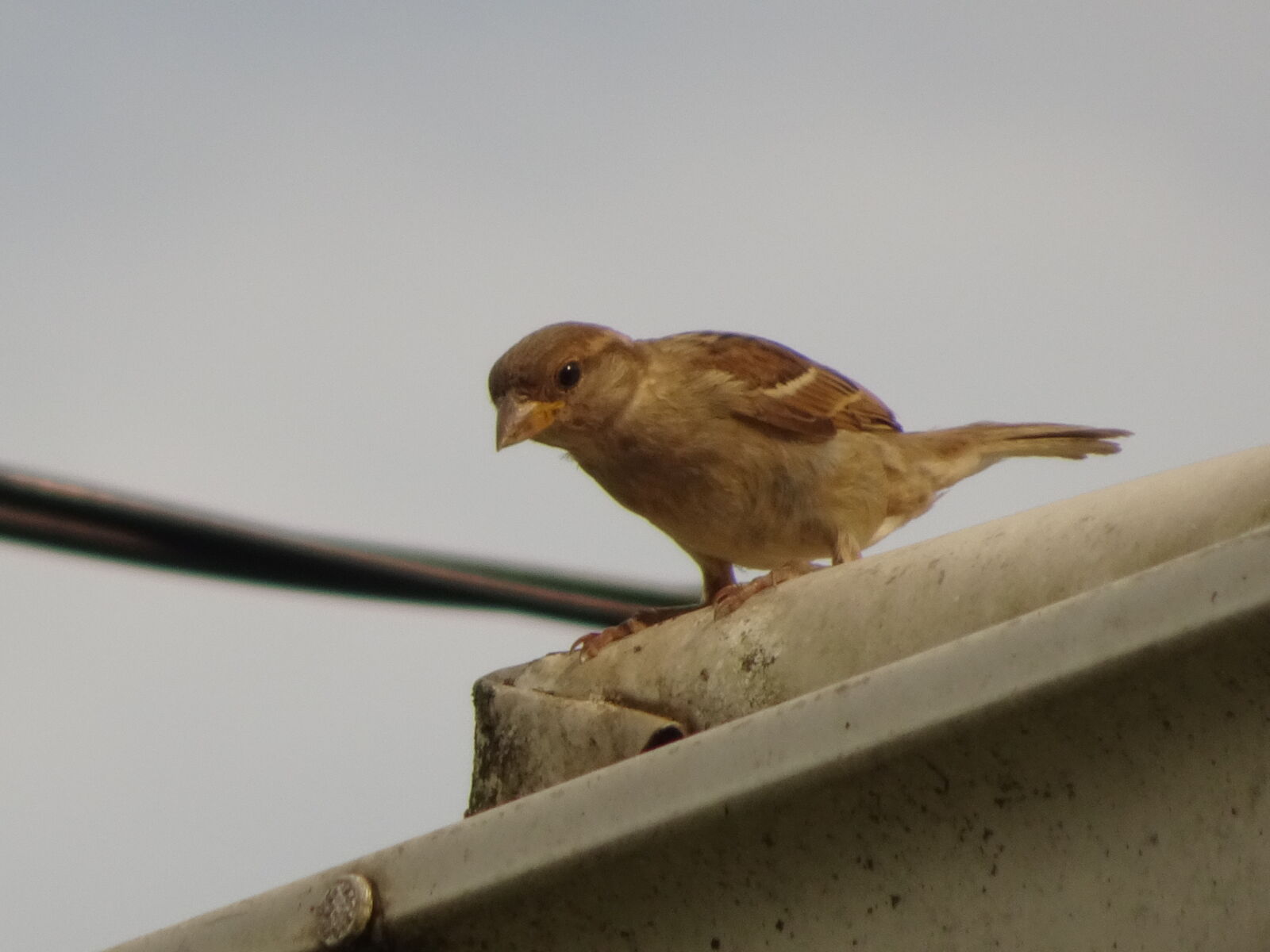 Sony Cyber-shot DSC-WX500 sample photo