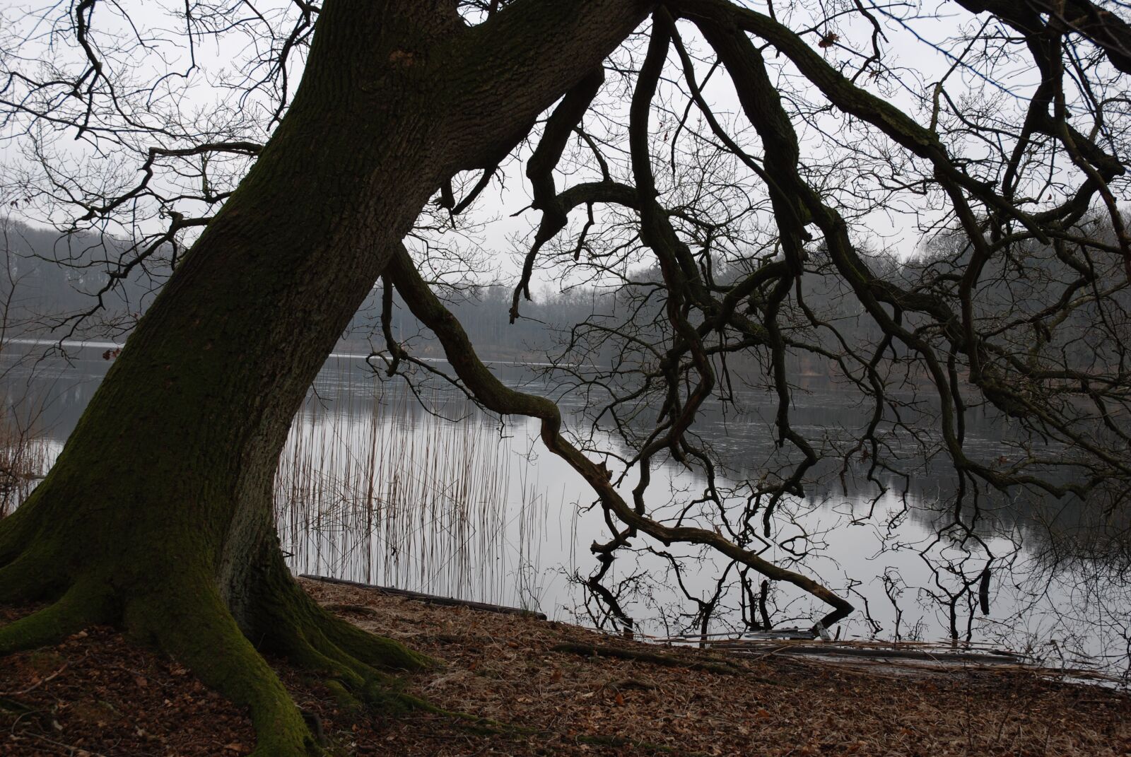 Nikon D80 sample photo. Lake, autumn, branches photography