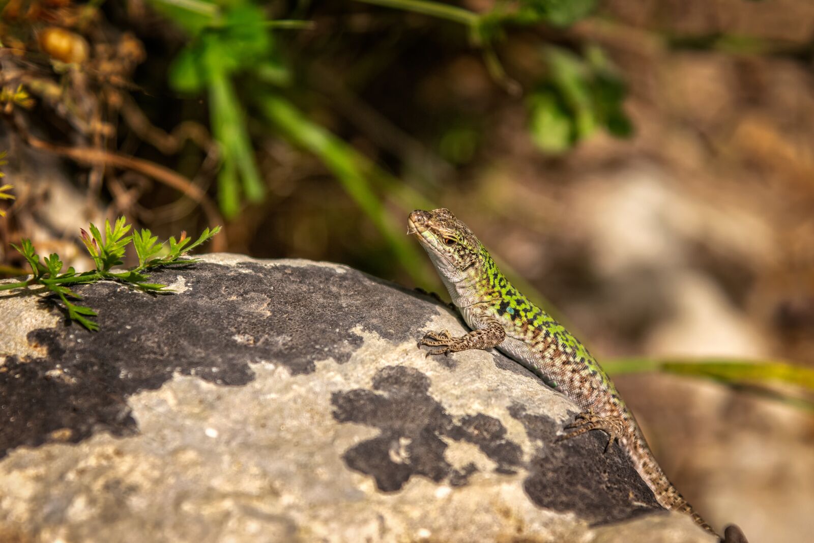 Nikon D3300 sample photo. Lizard, reptile, emerald lizard photography