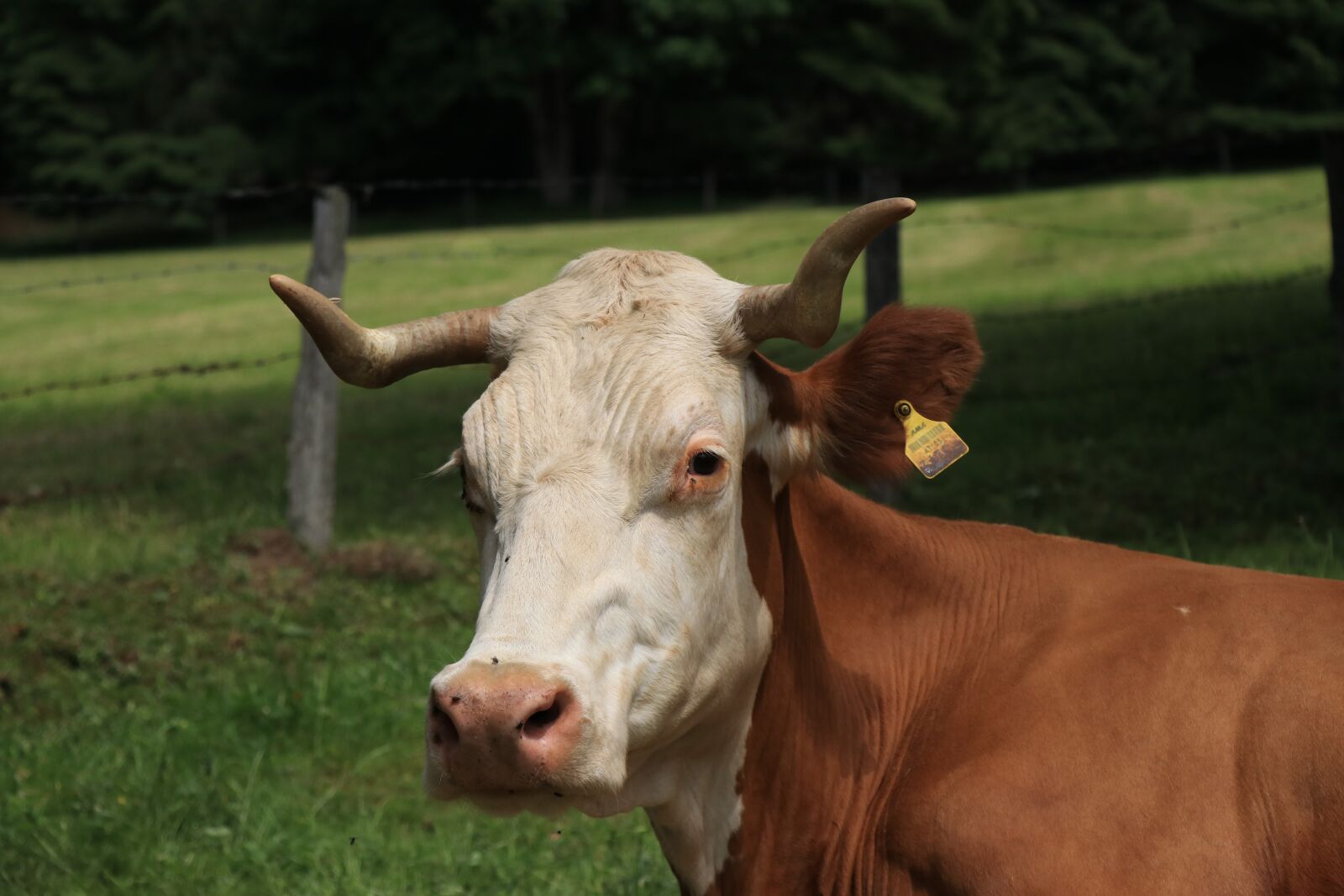 Canon EF-S 18-135mm F3.5-5.6 IS USM sample photo. Cow, cattle, cows photography
