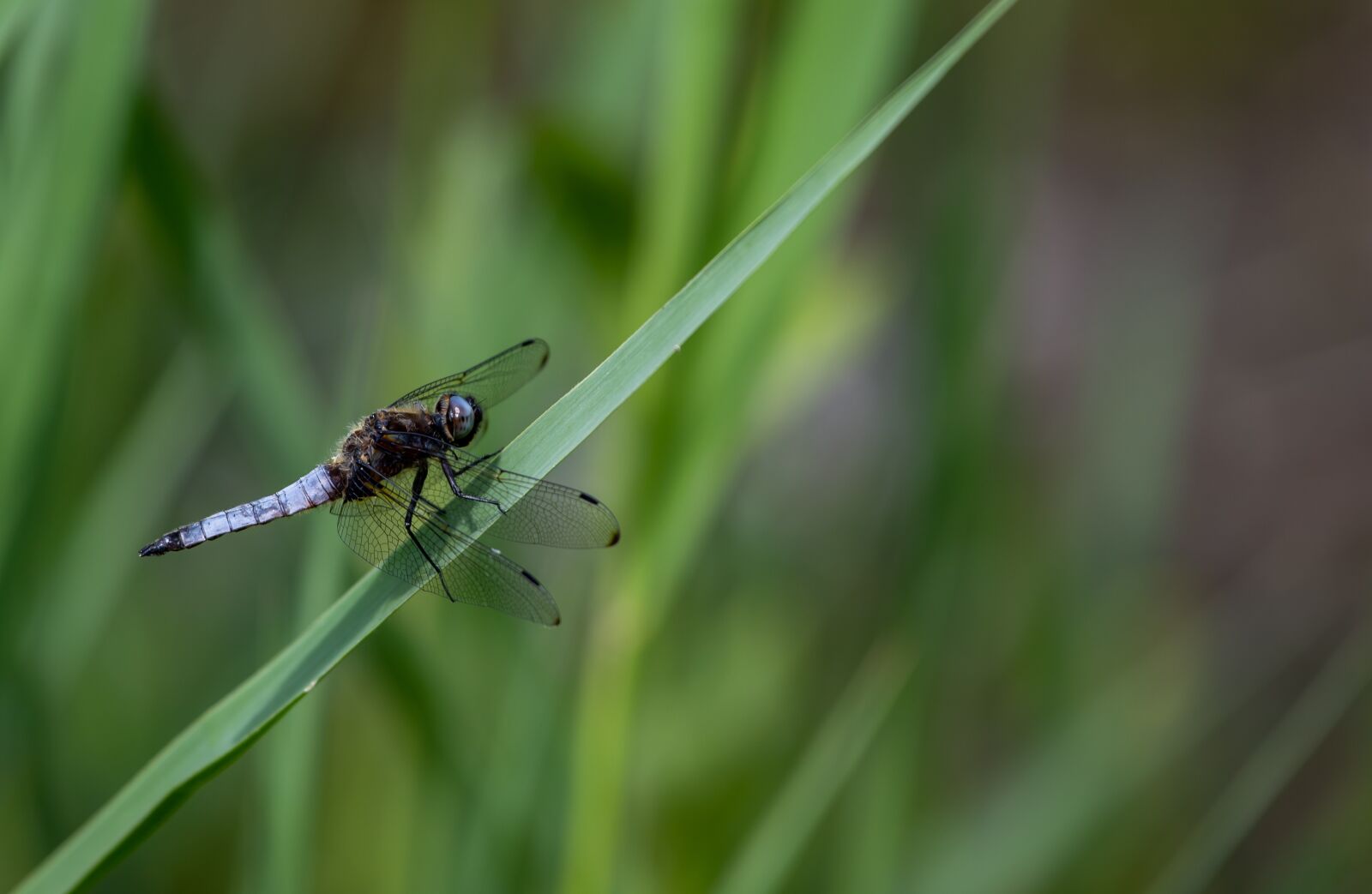 Canon EOS 6D Mark II + Canon EF 70-200mm F4L USM sample photo. Dragonfly, lake, savoie photography