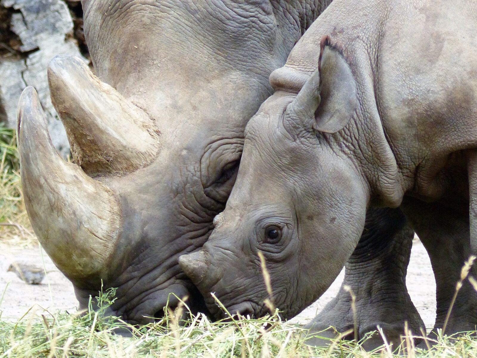 Panasonic Lumix DMC-FZ200 sample photo. Rhino, black rhino, magdeburg photography