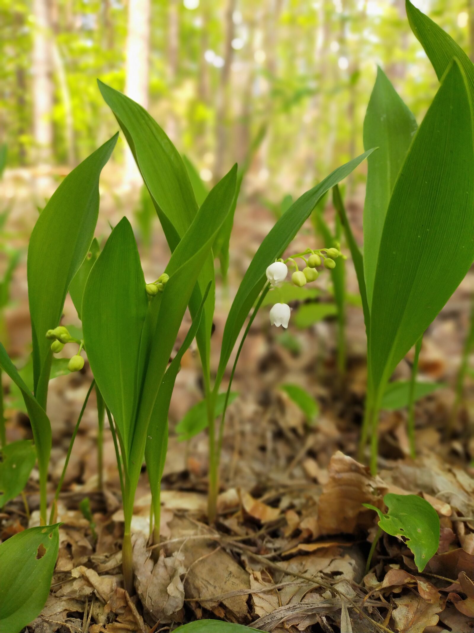 OPPO A9 2020 sample photo. Forest, spring, nature photography