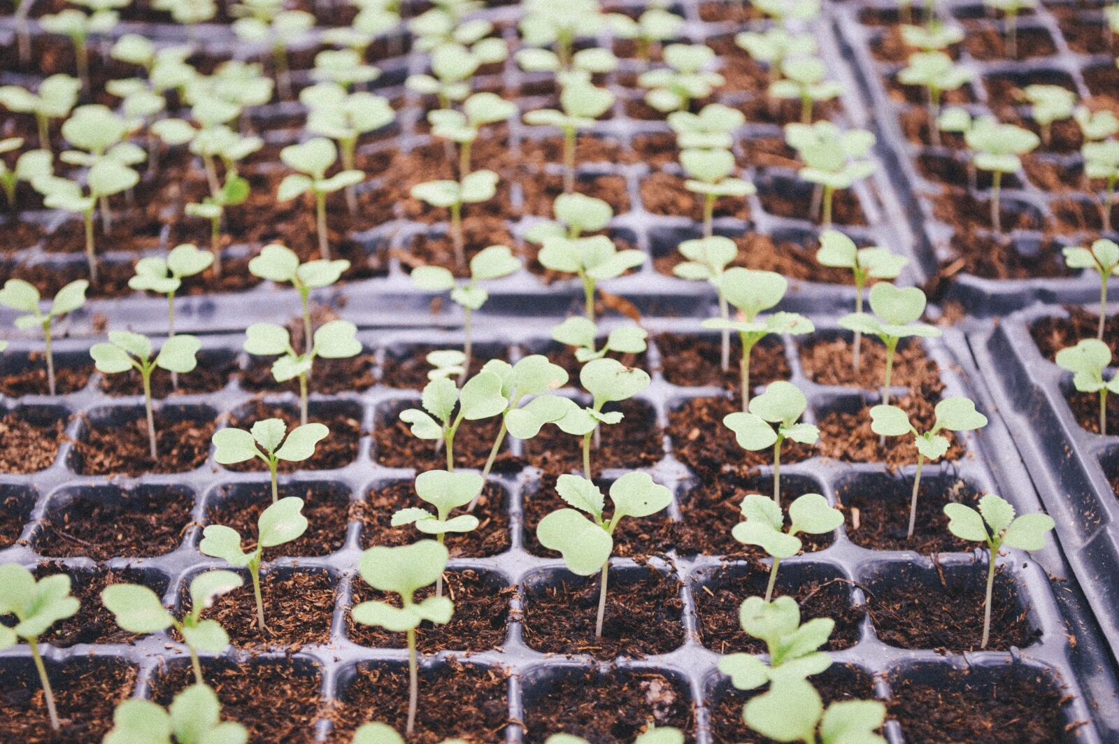 Nikon D3200 sample photo. Agriculture, blur, cultivation photography