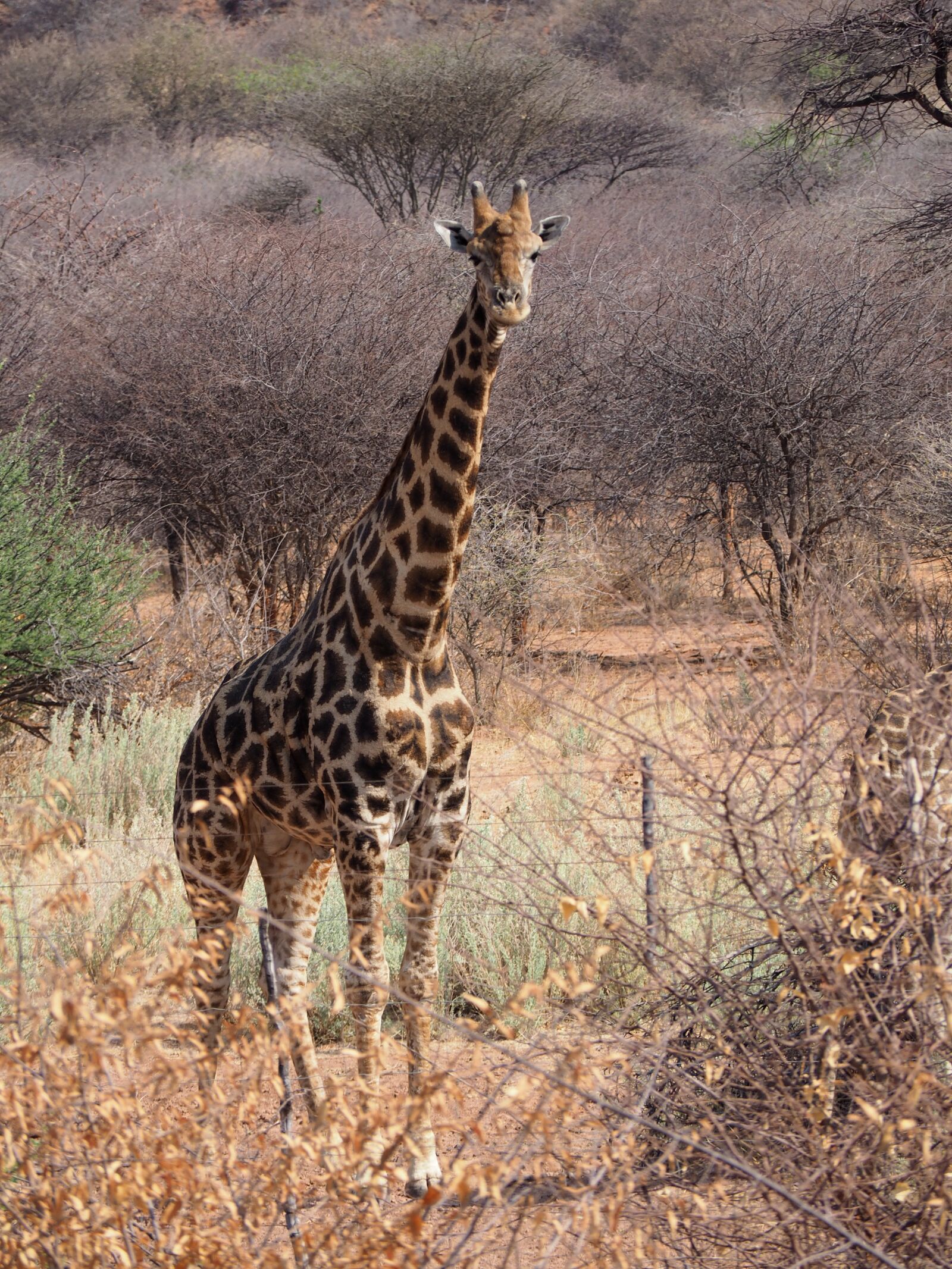 Olympus OM-D E-M10 sample photo. Etosha, giraffe, africa photography