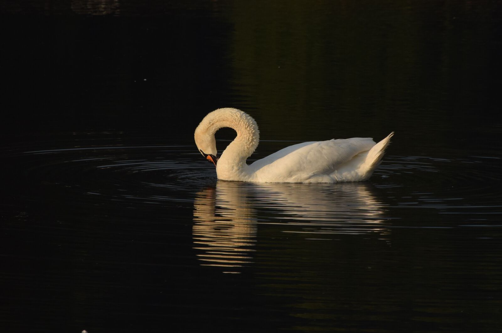 Nikon D5300 sample photo. Swan, lake, water photography