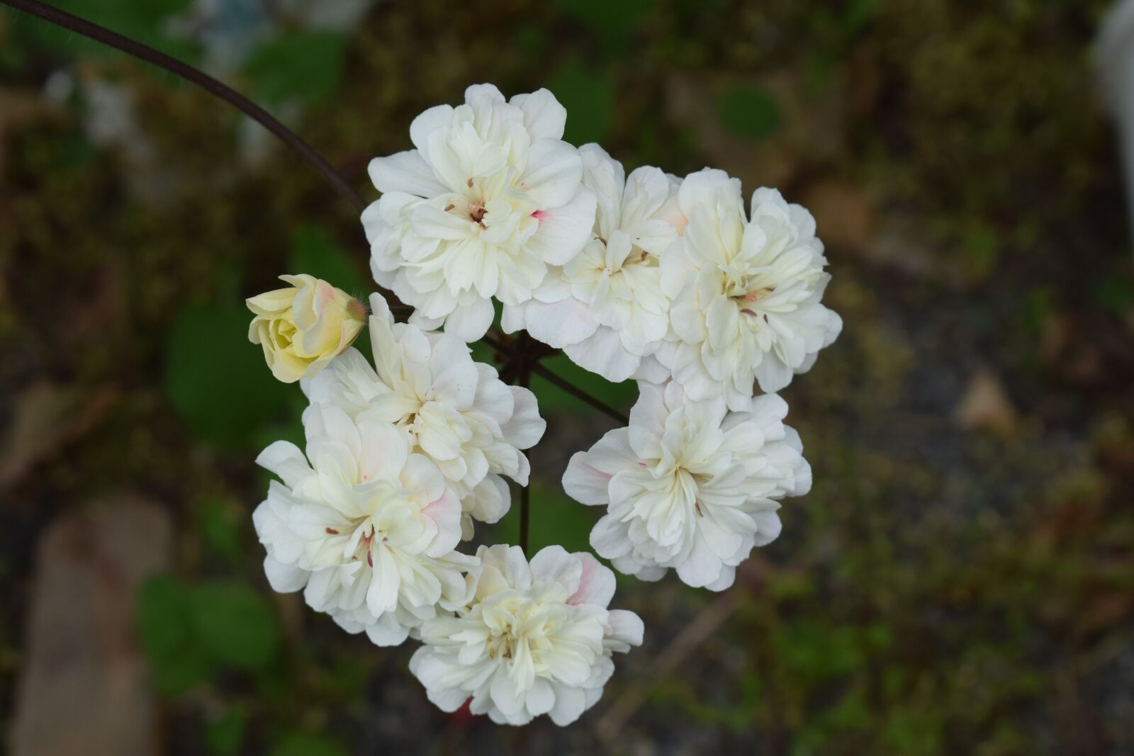 Nikon D3300 sample photo. Geranium, flower, cremevit photography