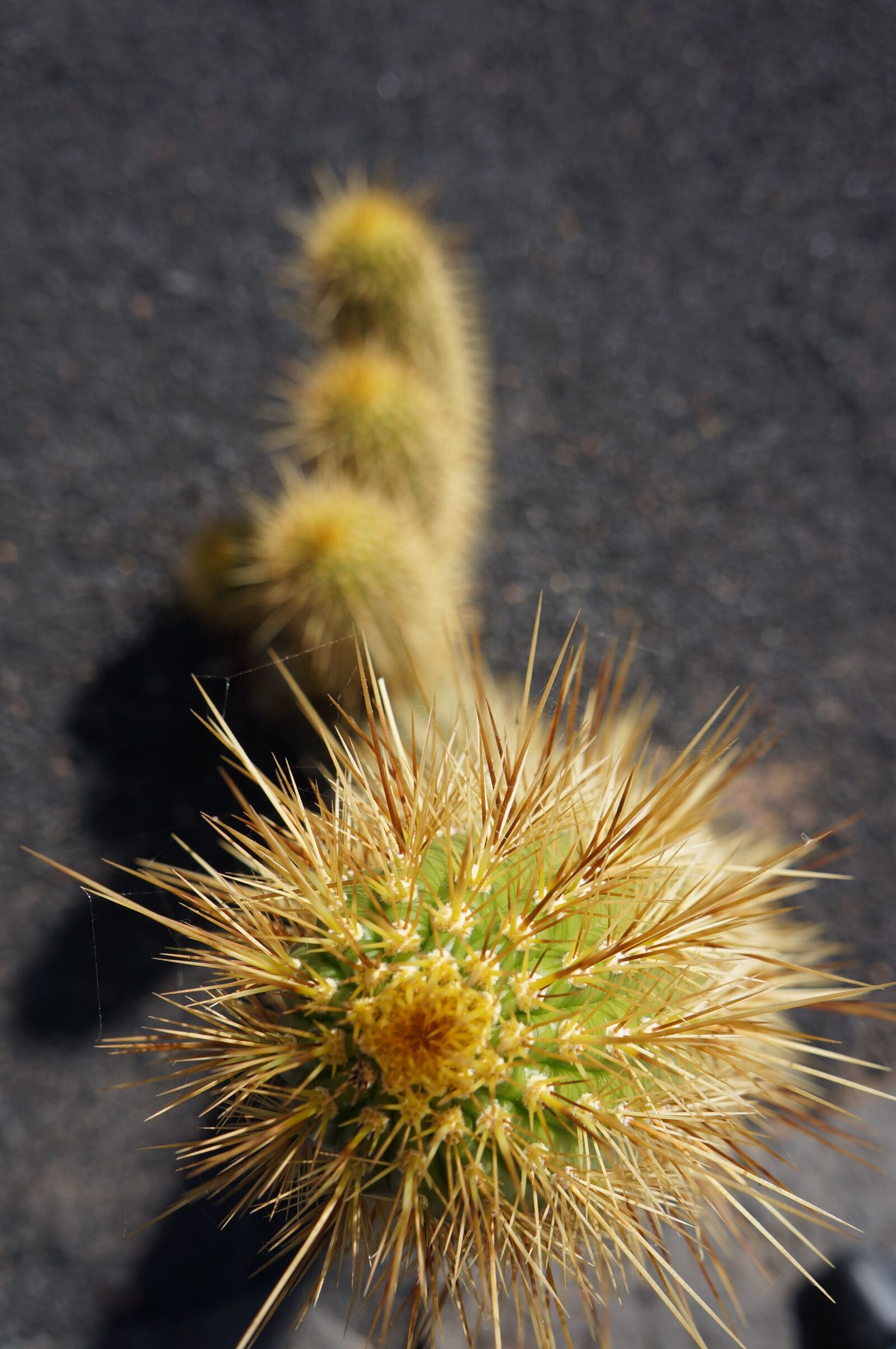 Sony Alpha NEX-5N + Sony E 18-55mm F3.5-5.6 OSS sample photo. Cactus, prickly, plant photography