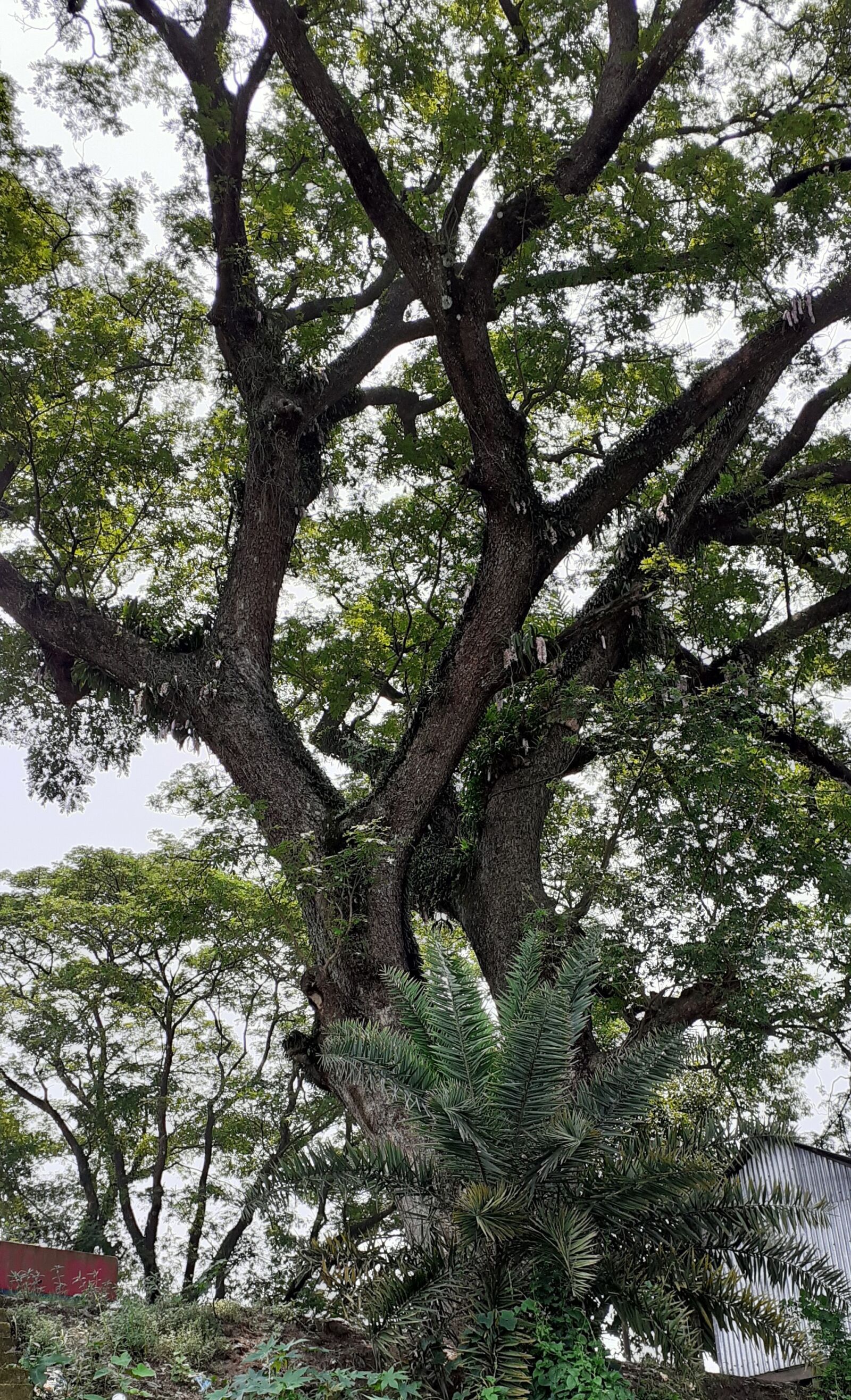 Samsung SM-M205F sample photo. Old tree, big tree photography