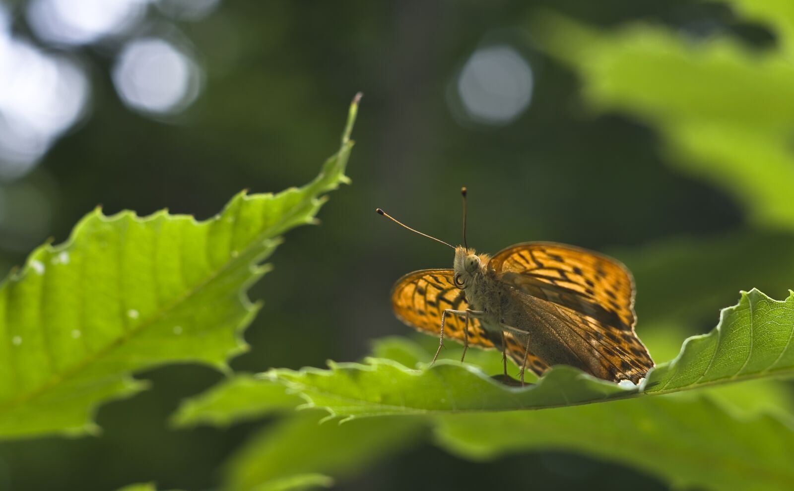 Pentax K-30 sample photo. Butterfly, fritillary, summer photography
