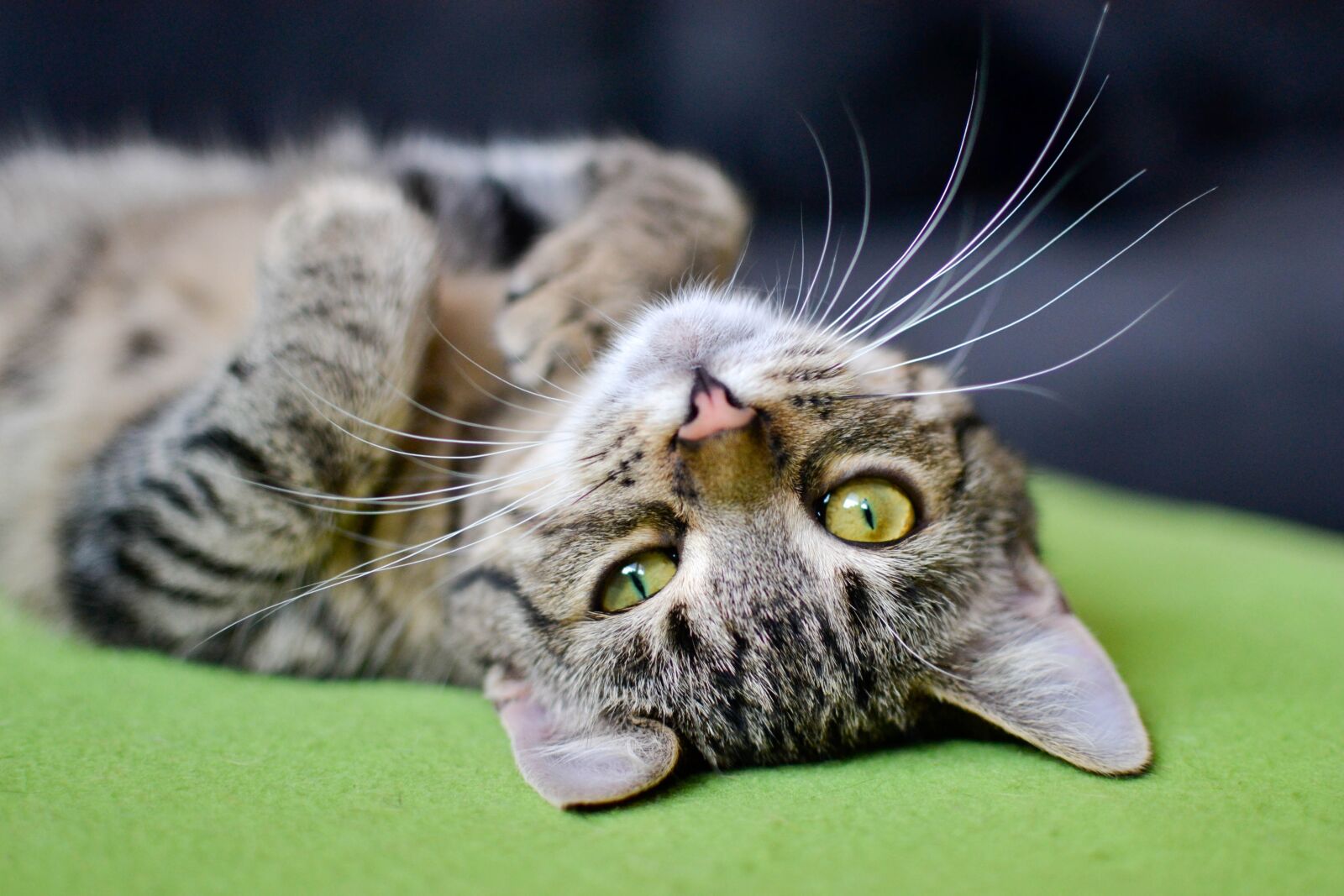 Nikon D3100 sample photo. Cat, bury cat, tabby photography