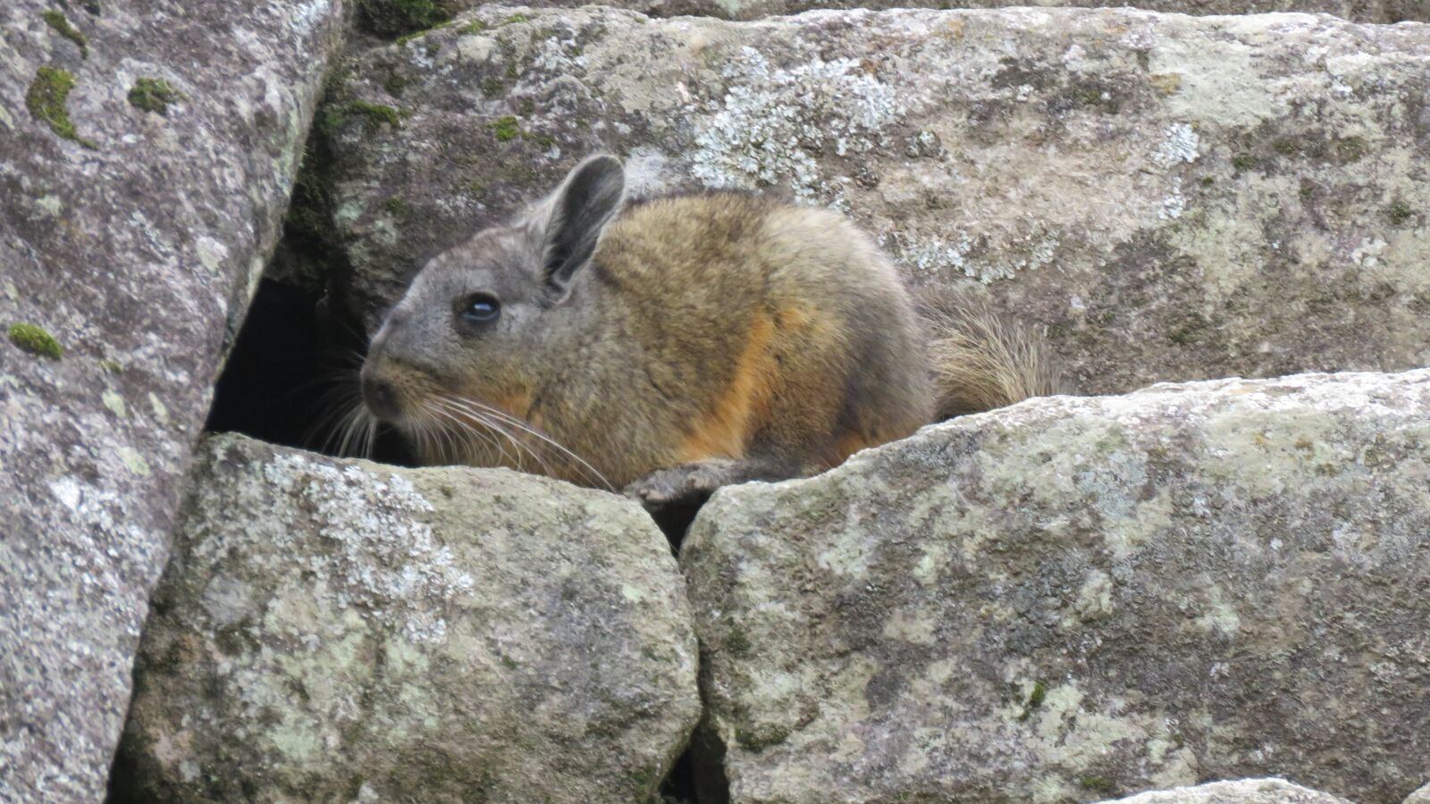 Canon PowerShot SX60 HS sample photo. Vizcacha, mimic, rabbit photography