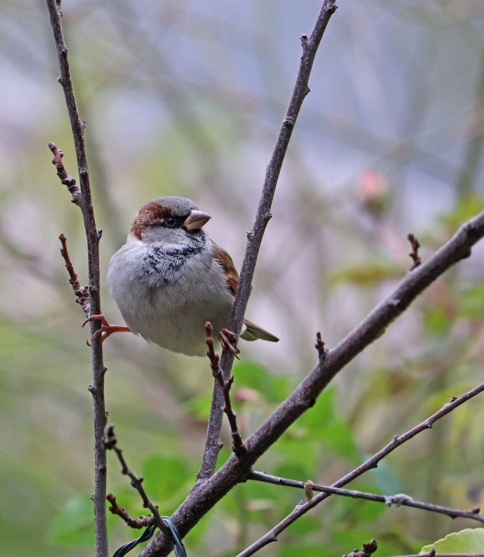 Canon EF-S 55-250mm F4-5.6 IS STM sample photo. Sparrow, bird, branches photography