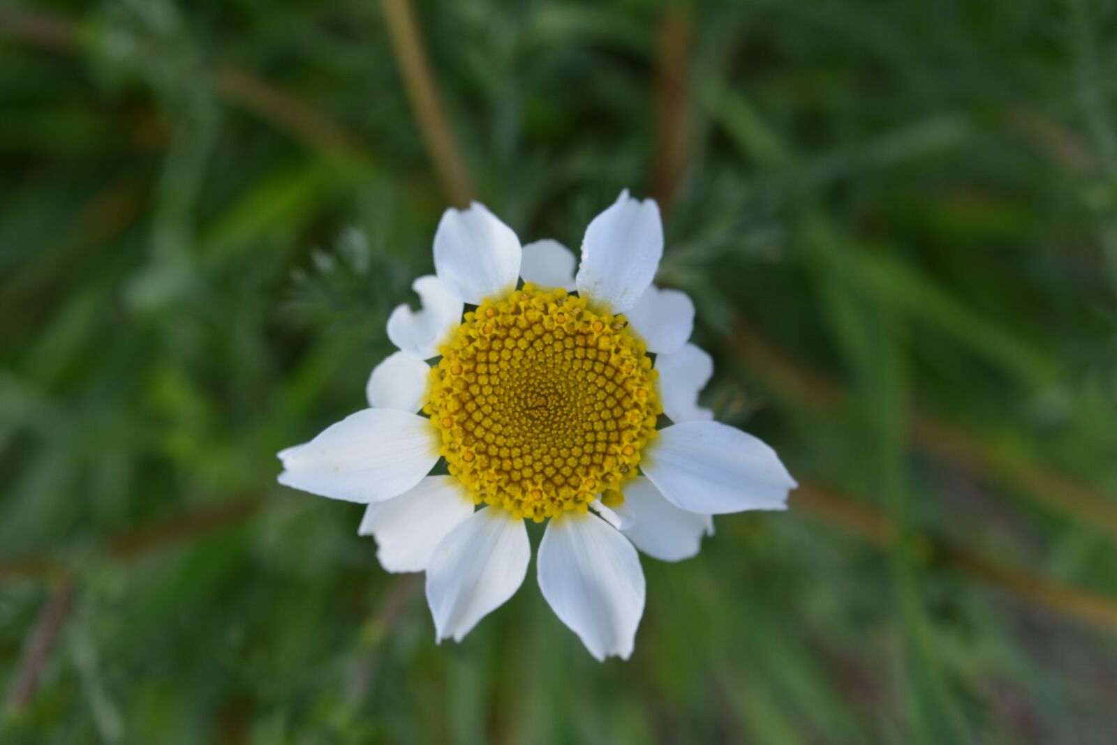 Nikon D5200 sample photo. Margarita, flor, flower photography