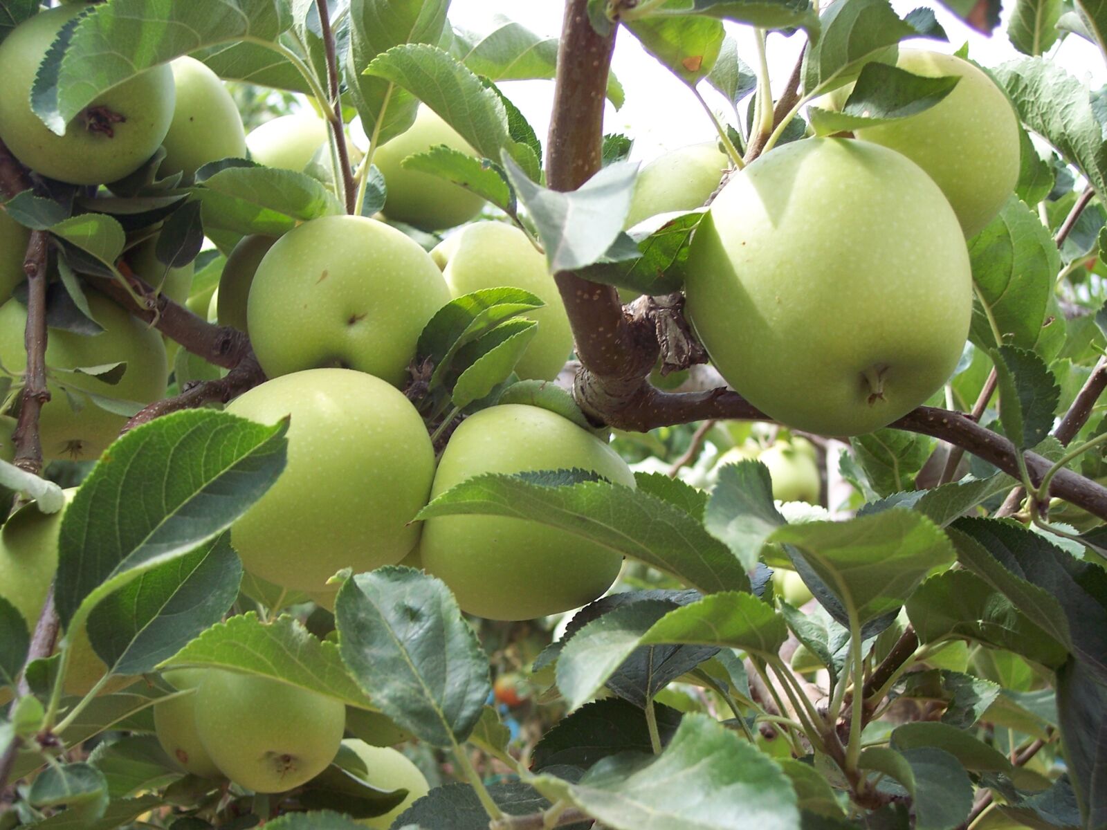 Kodak DX7630 ZOOM DIGITAL CAMERA sample photo. Green apple, apples, fruit photography