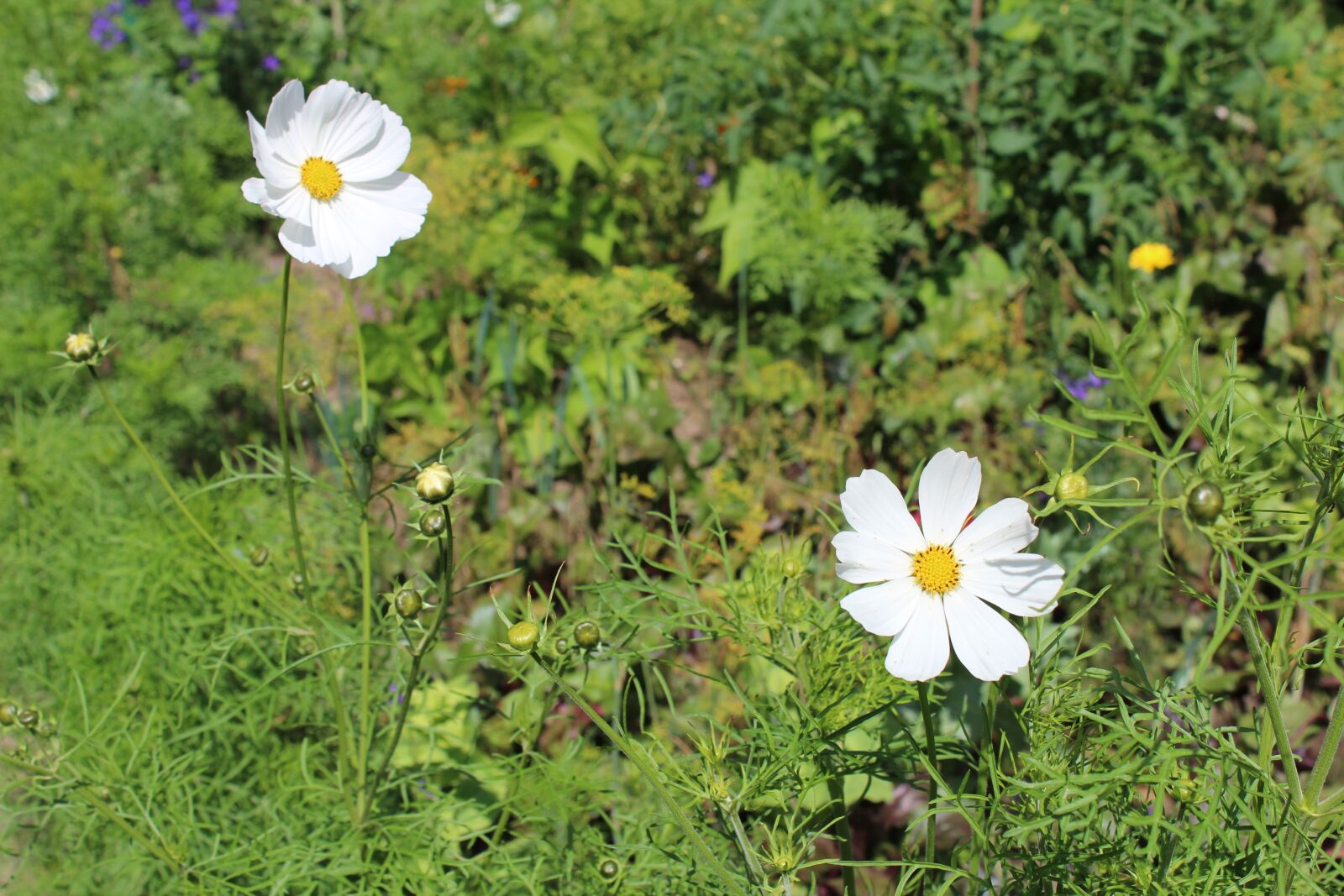 Canon EOS 1300D (EOS Rebel T6 / EOS Kiss X80) sample photo. Flower, grass, plants photography