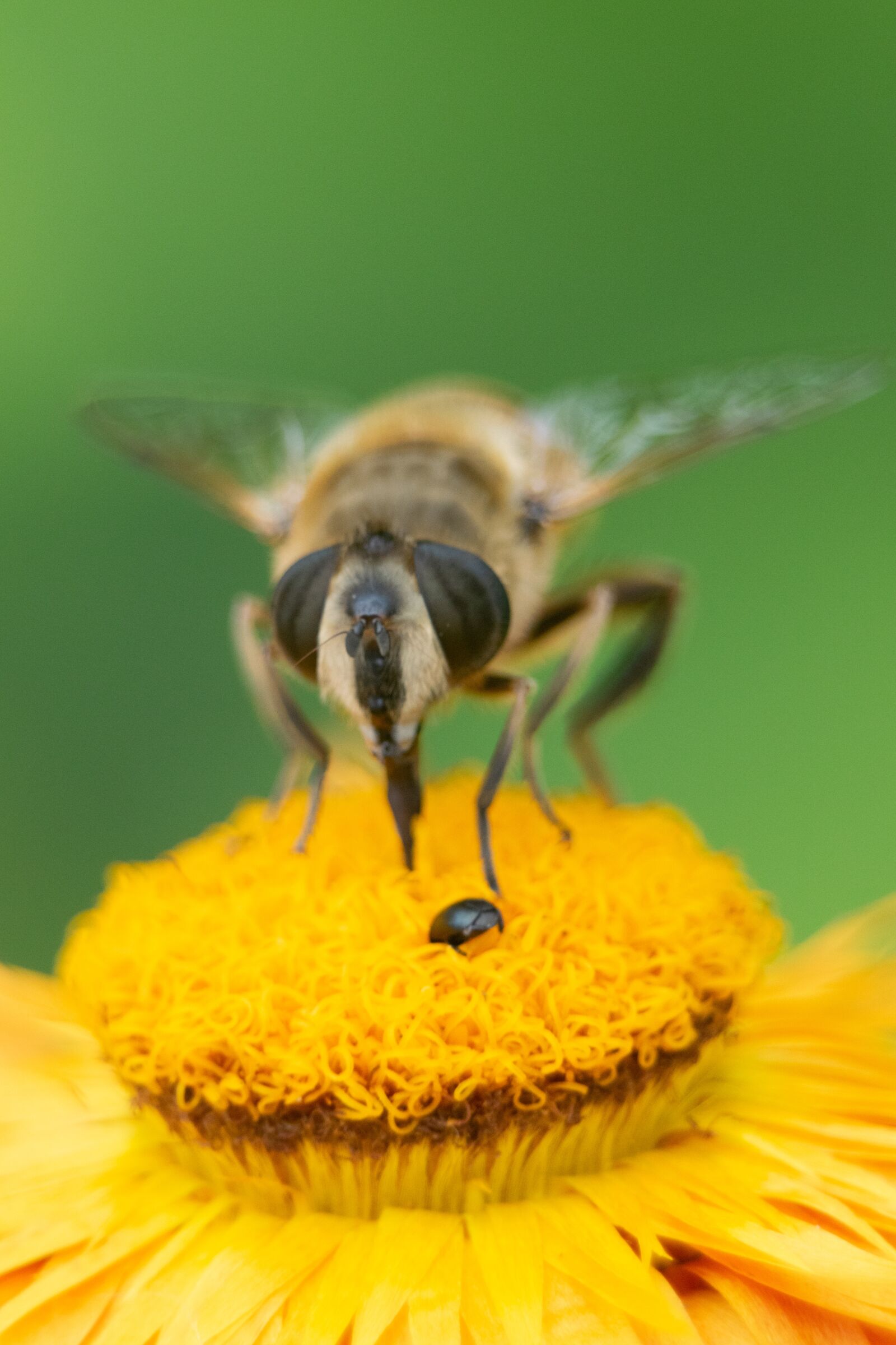 Nikon D3300 sample photo. Bee, flower, insect photography