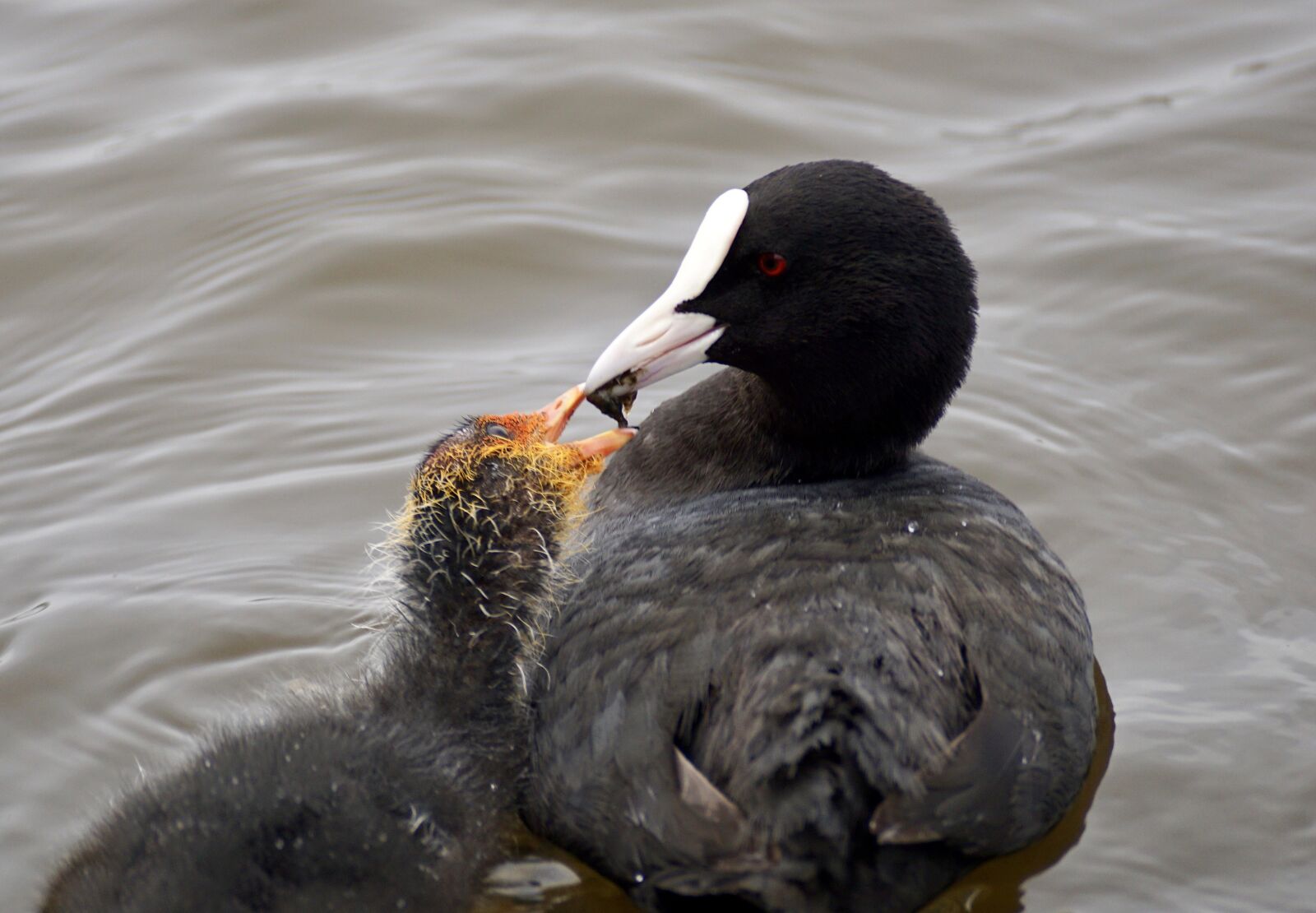 Sony DT 55-300mm F4.5-5.6 SAM sample photo. Coot, waterfowl, plumage photography