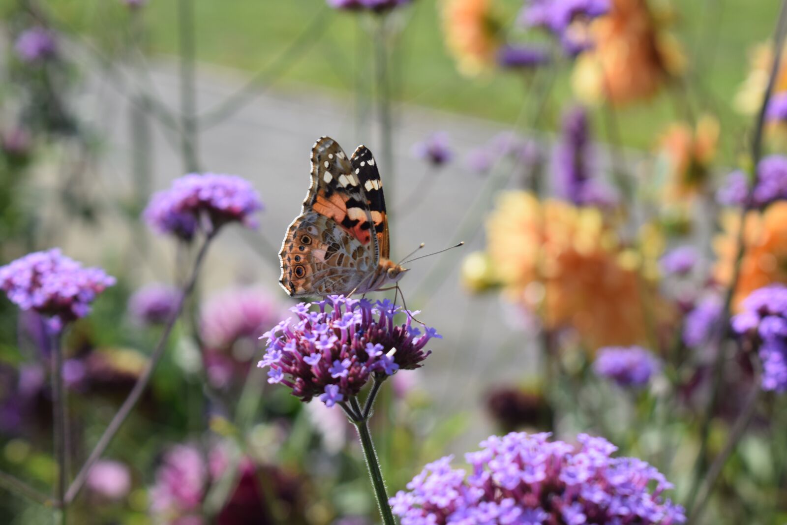 Nikon D5300 sample photo. Butterfly, flower meadow, summer photography
