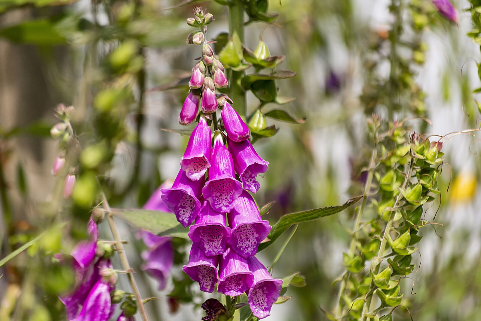 Nikon D7200 sample photo. Foxglove, flower, garden photography