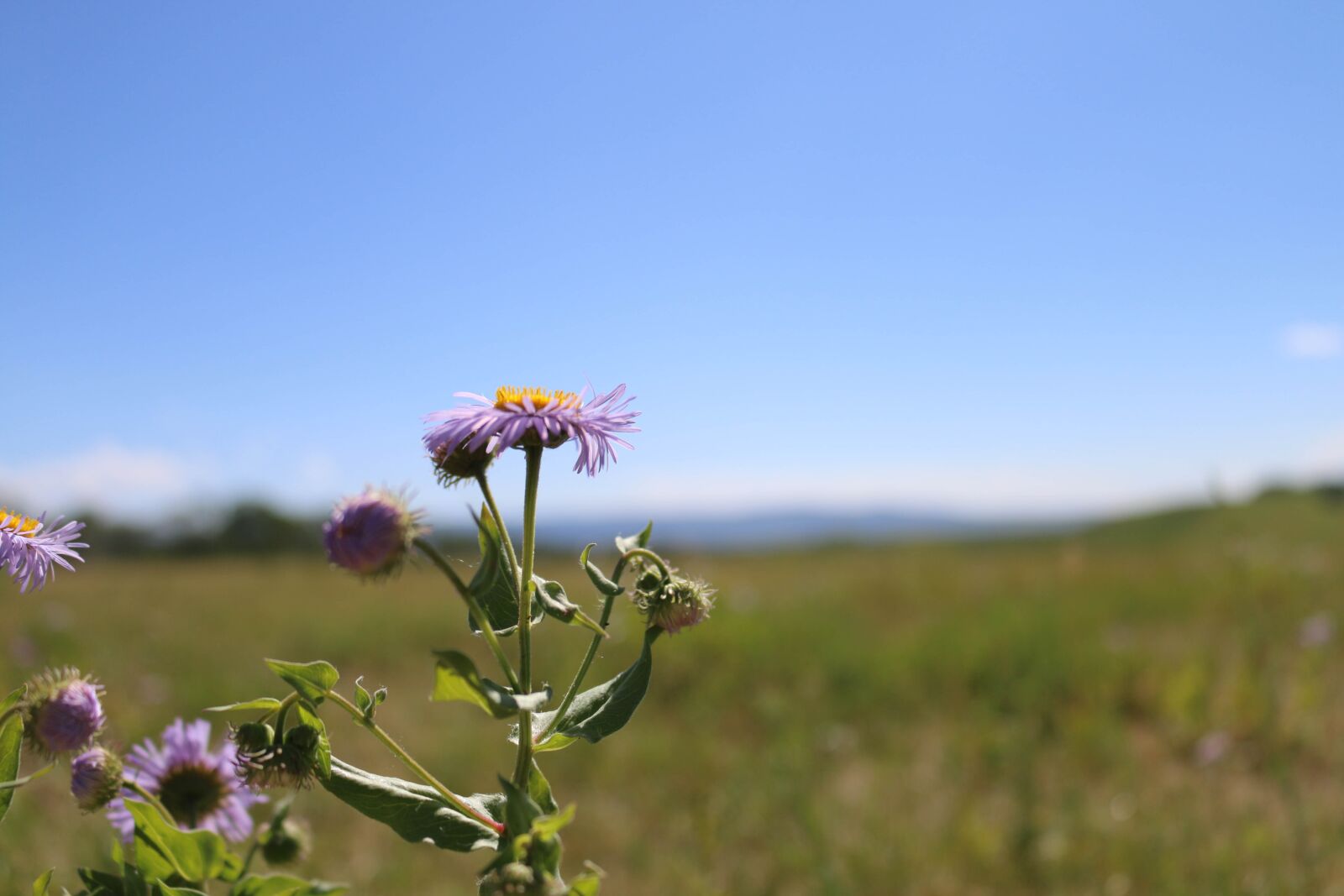Canon EOS 70D sample photo. Flowers, purple, outdoor photography
