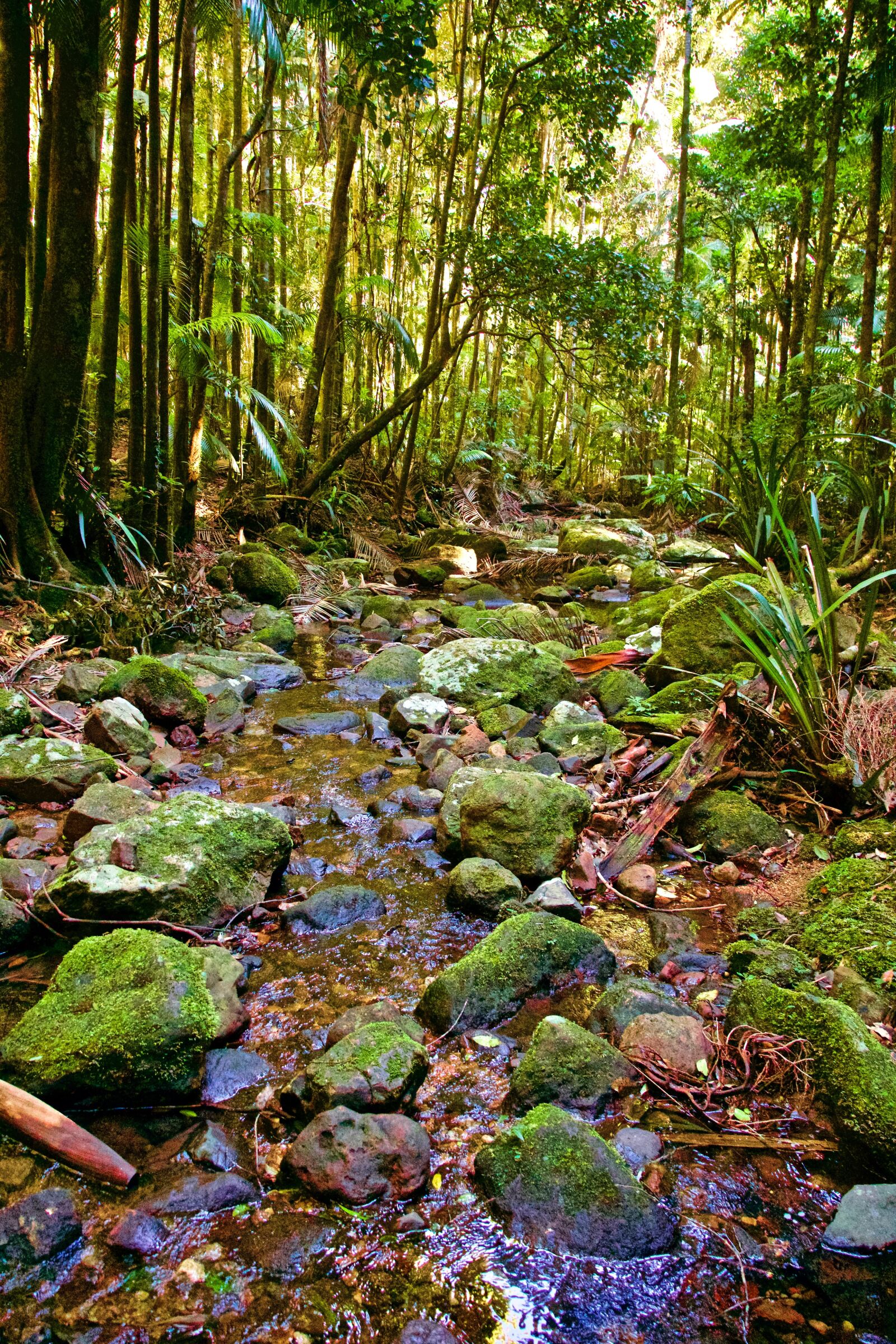 Sony E 18-135mm F3.5-5.6 OSS sample photo. Stream, forest, tropical photography