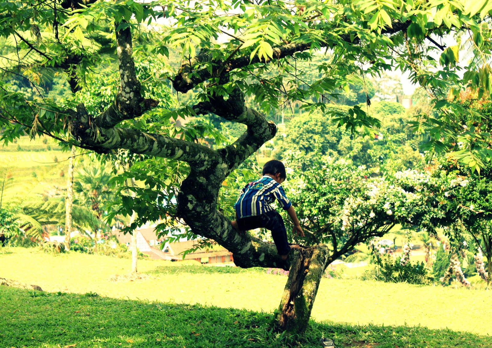 Canon EOS 1200D (EOS Rebel T5 / EOS Kiss X70 / EOS Hi) sample photo. Kid, tree, play photography