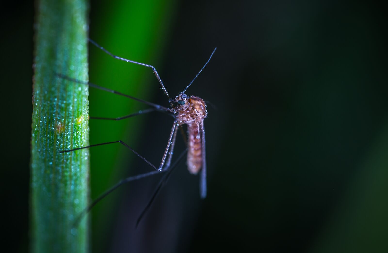 #124 65/2.8 sample photo. Insect, nature, animals photography