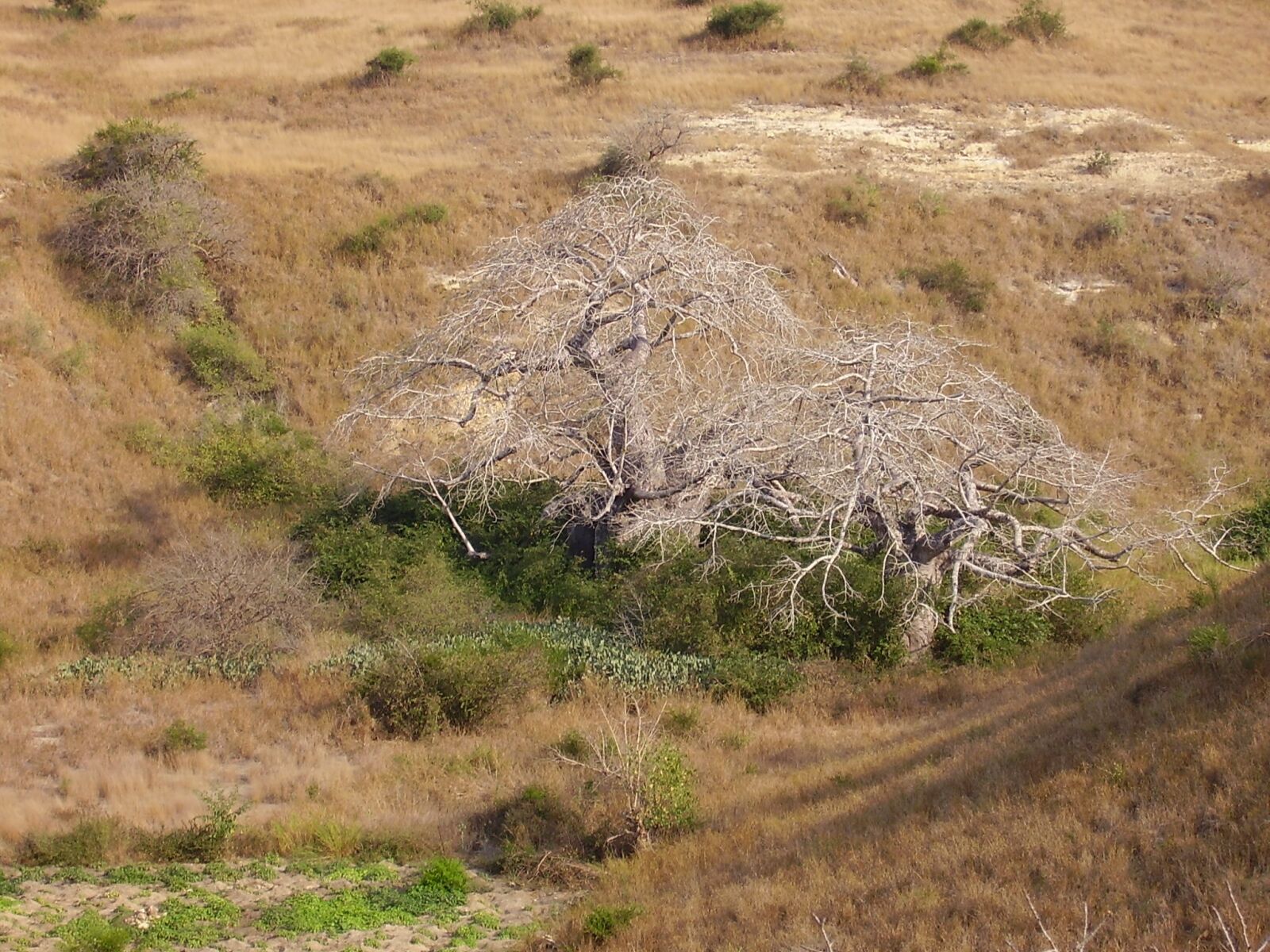 Olympus X450,D535Z,C370Z sample photo. Angola, luanda, landscape photography