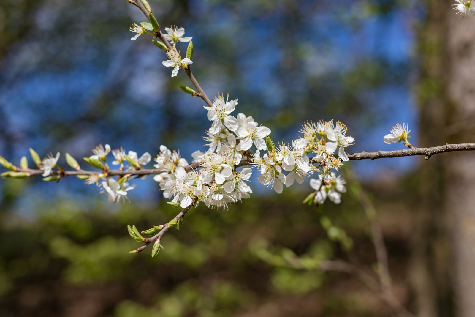 Canon EOS 5D Mark IV + Canon EF 50mm F1.4 USM sample photo. Spring, blossom, bloom photography