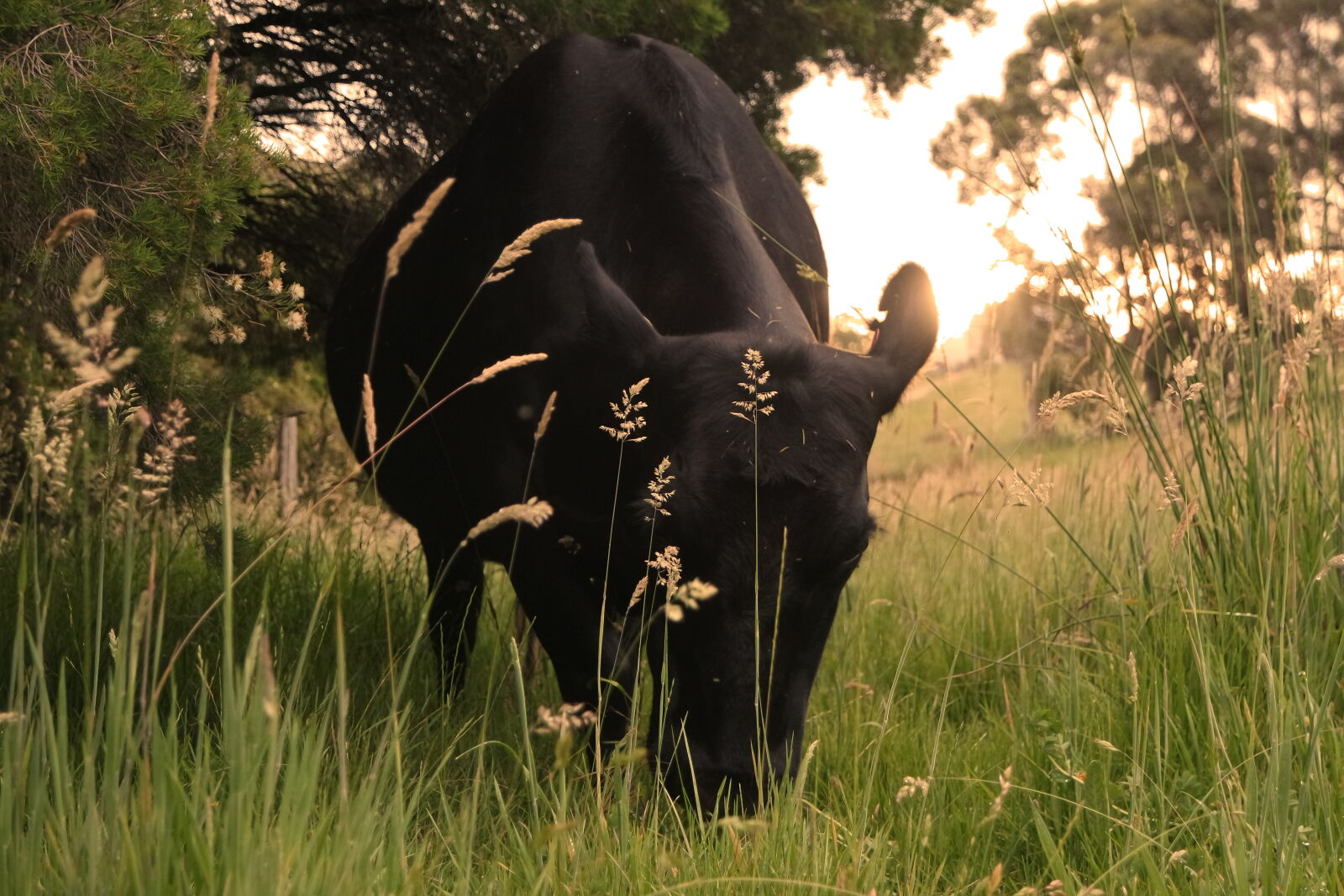 Samsung NX3000 sample photo. Cow, farm, grass, sun photography