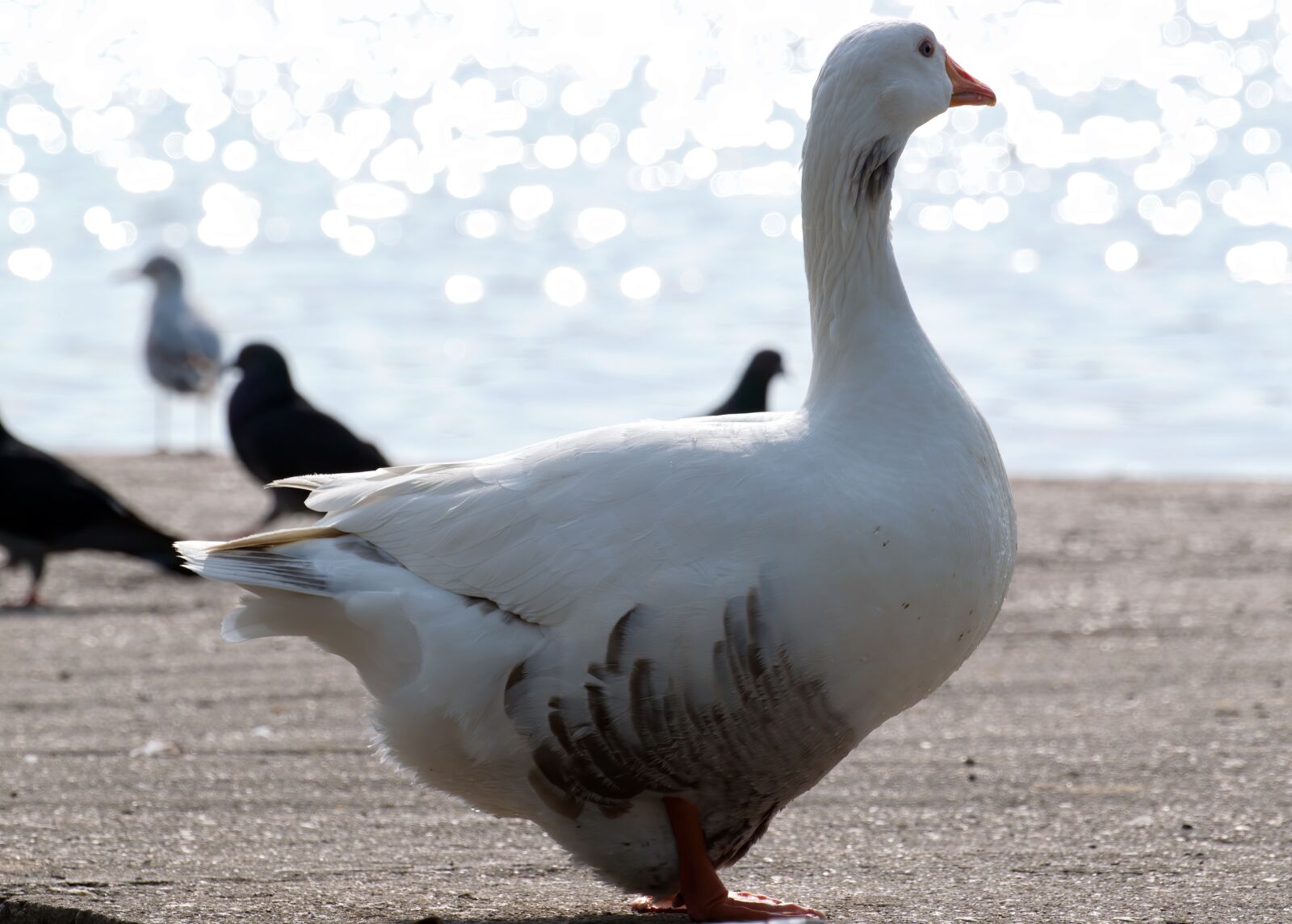 Nikon D5300 sample photo. Bird, goose, sitting photography
