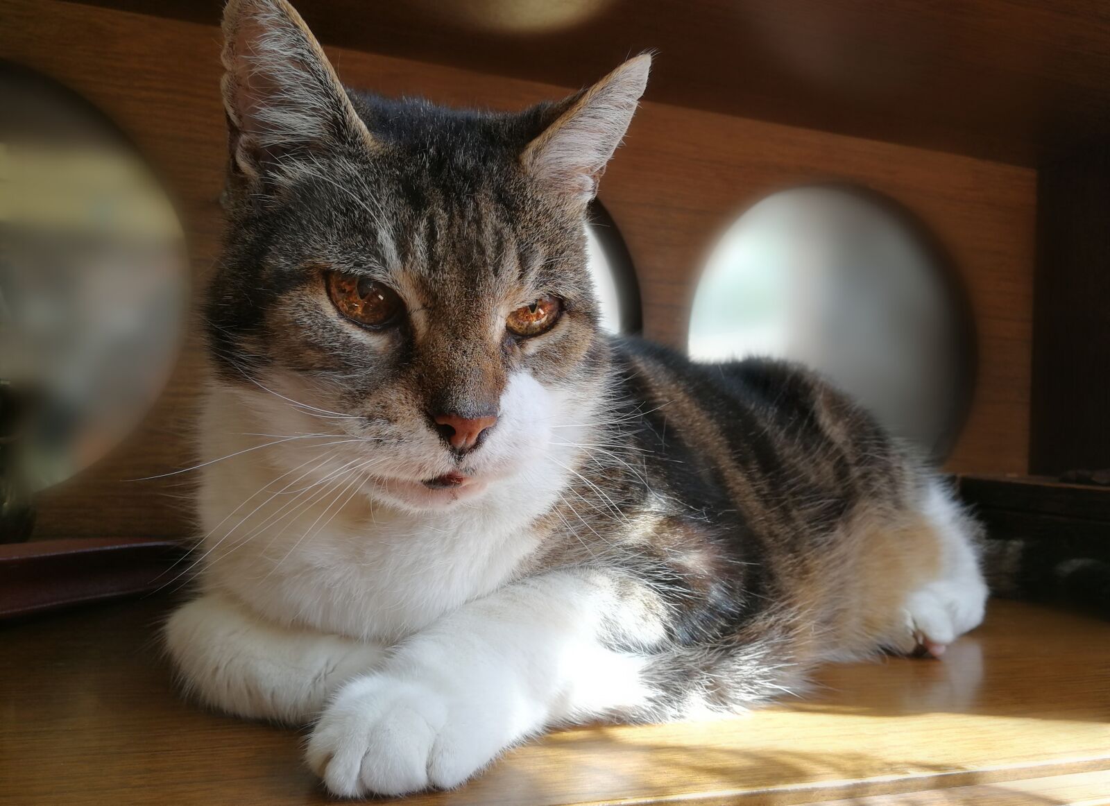 HUAWEI P10 sample photo. Cat, pet, animal photography