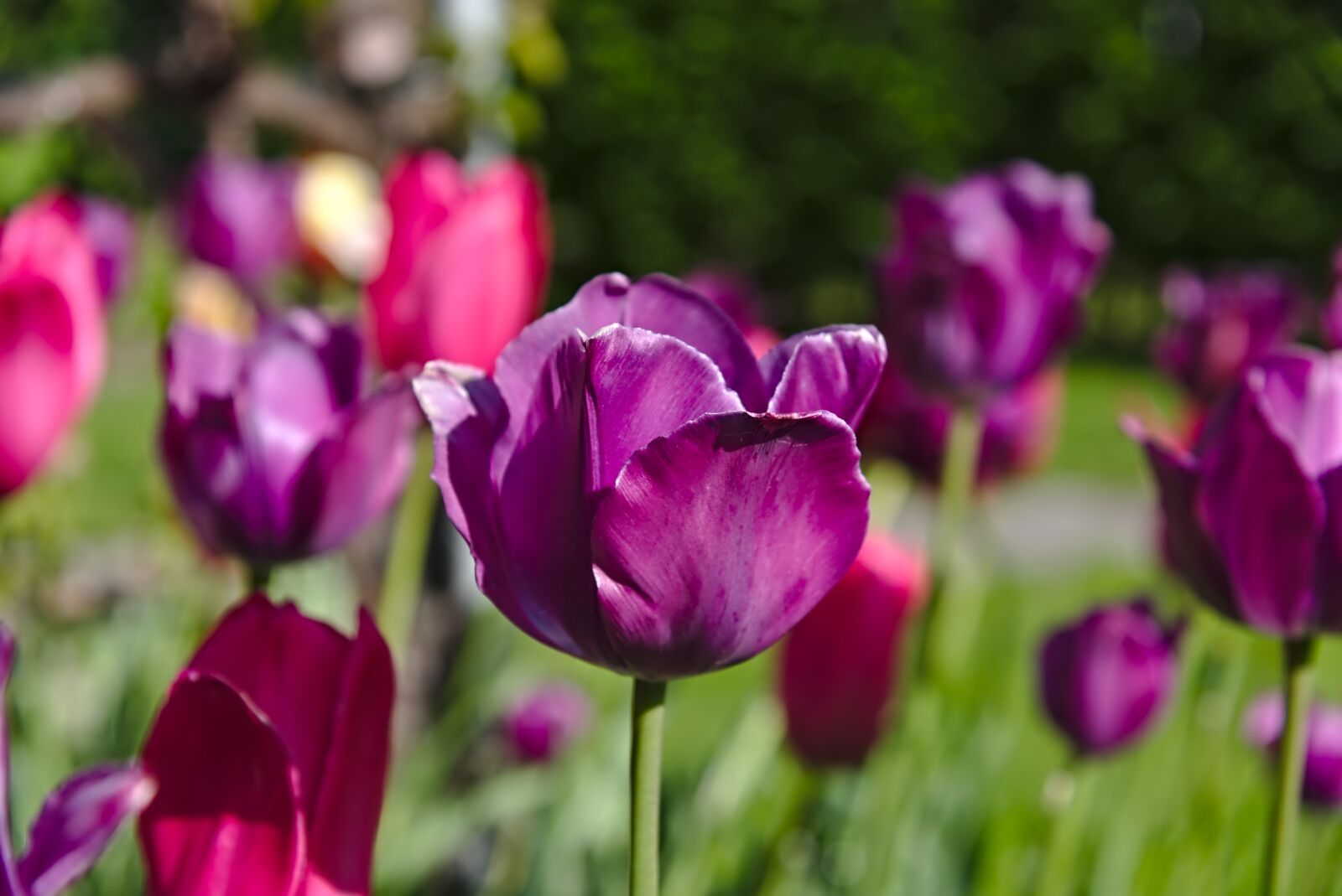 Nikon D750 sample photo. Tulips, fade, violet photography