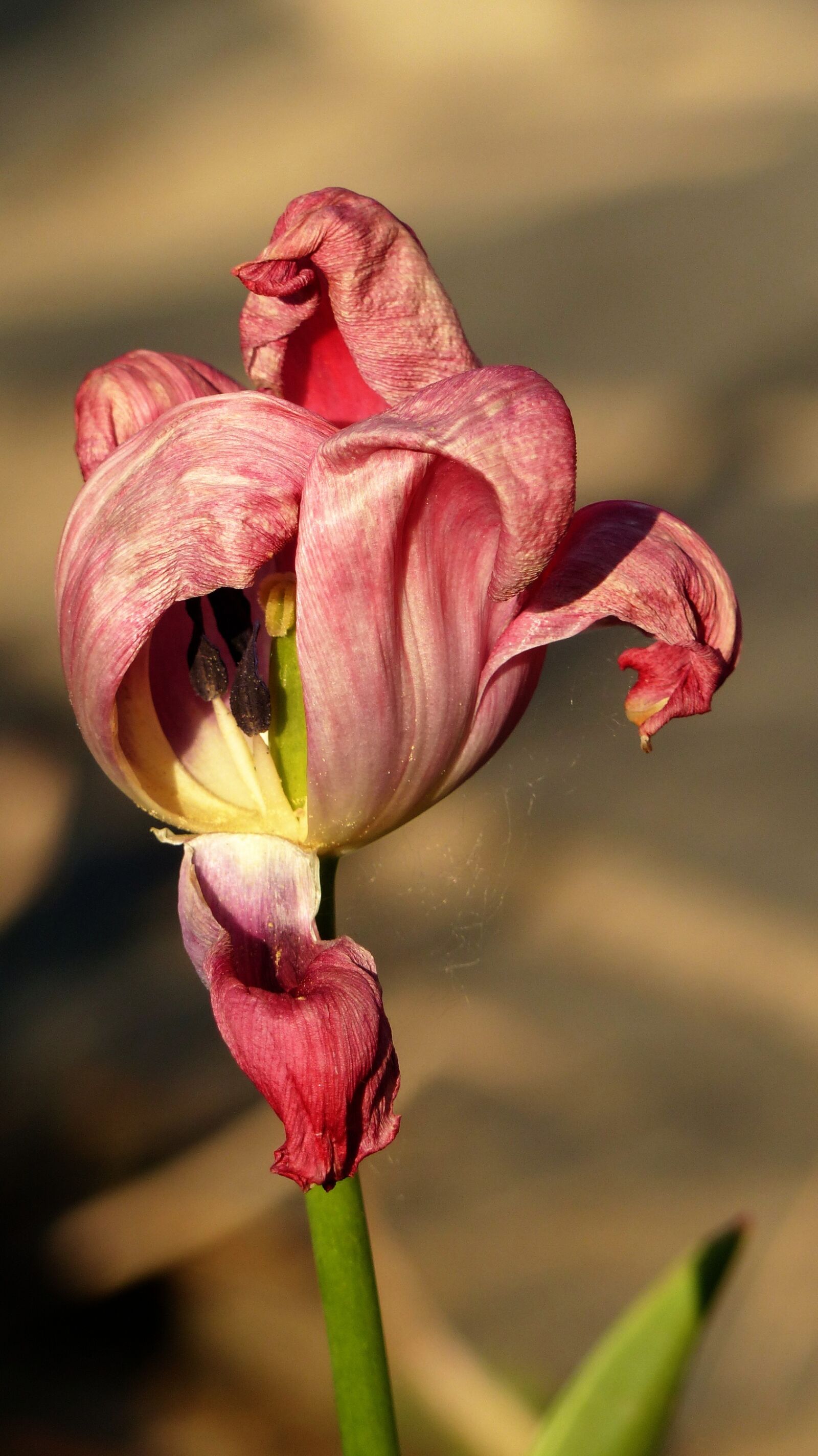 Panasonic Lumix DMC-FZ200 sample photo. Tulip, faded, blossom photography