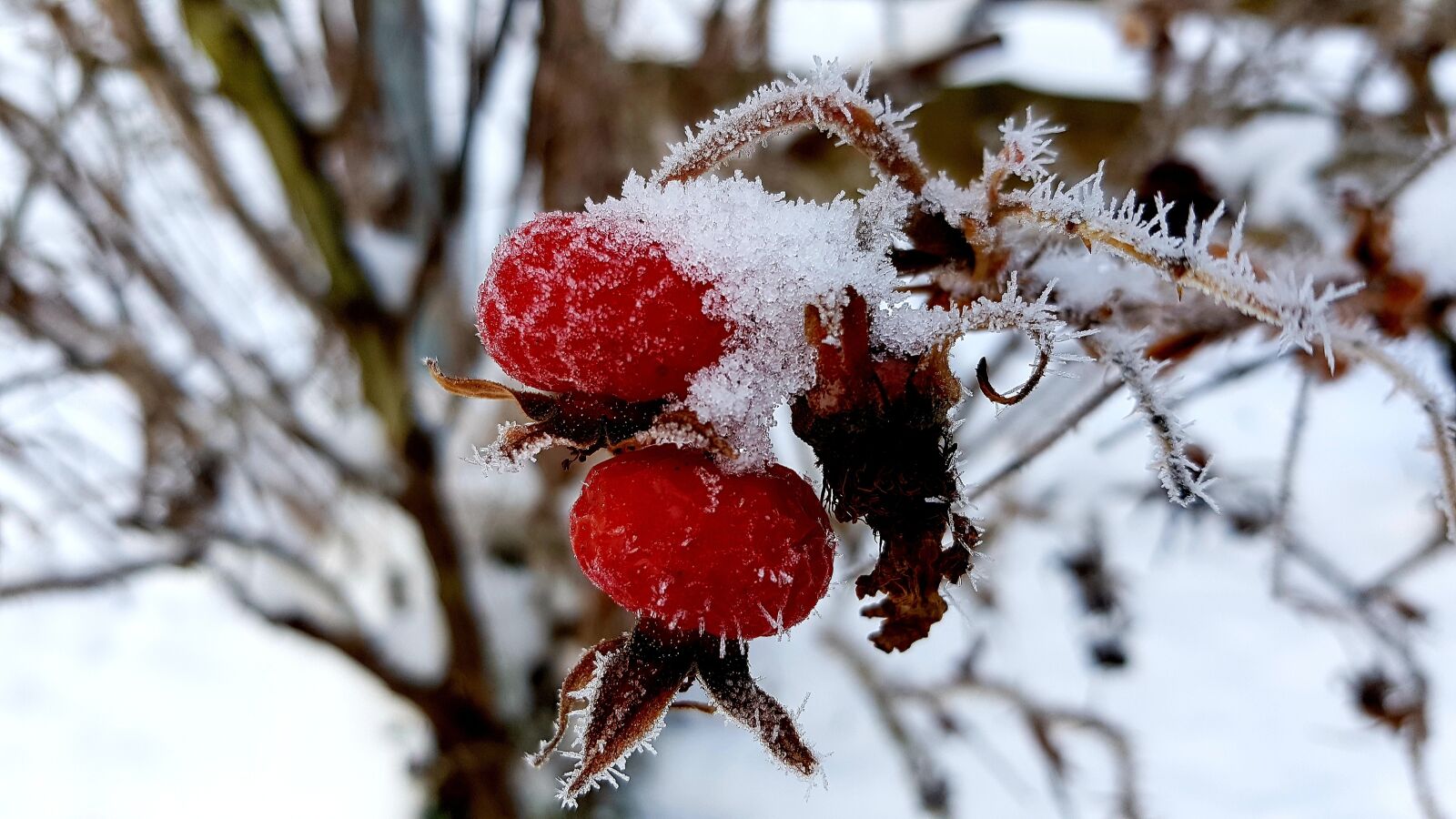 Samsung Galaxy S7 Edge sample photo. Winter, hoarfrost, frost photography