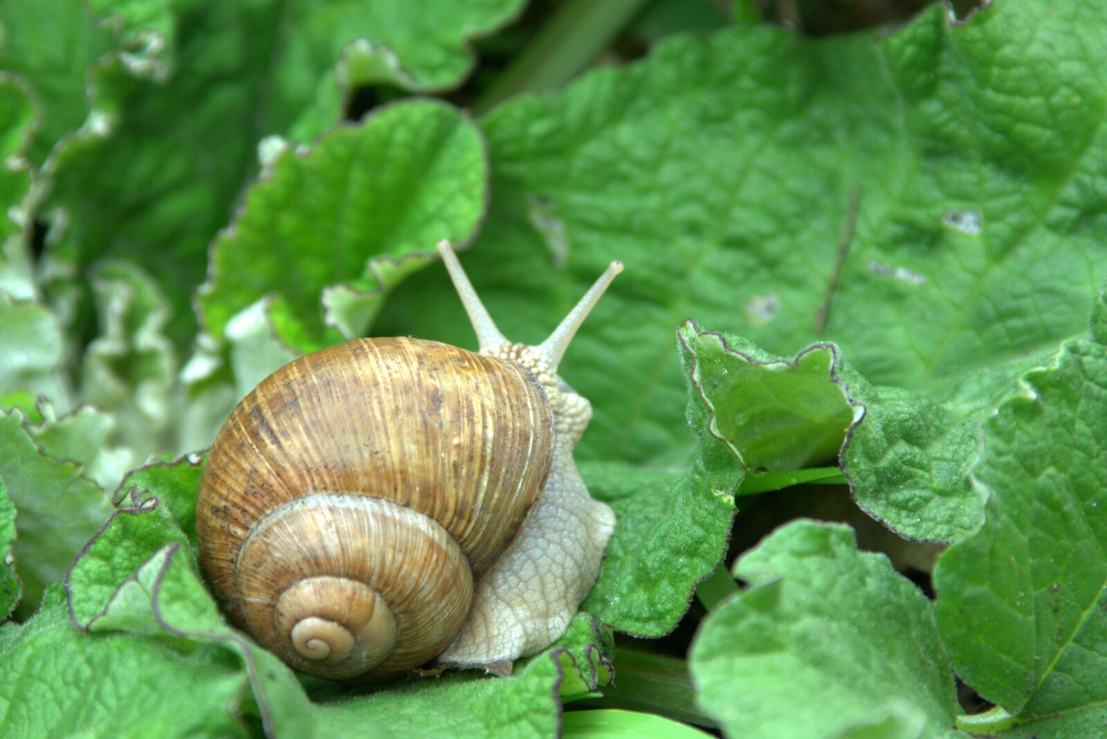 Pentax K-S2 sample photo. Snail, winniczek, animal photography
