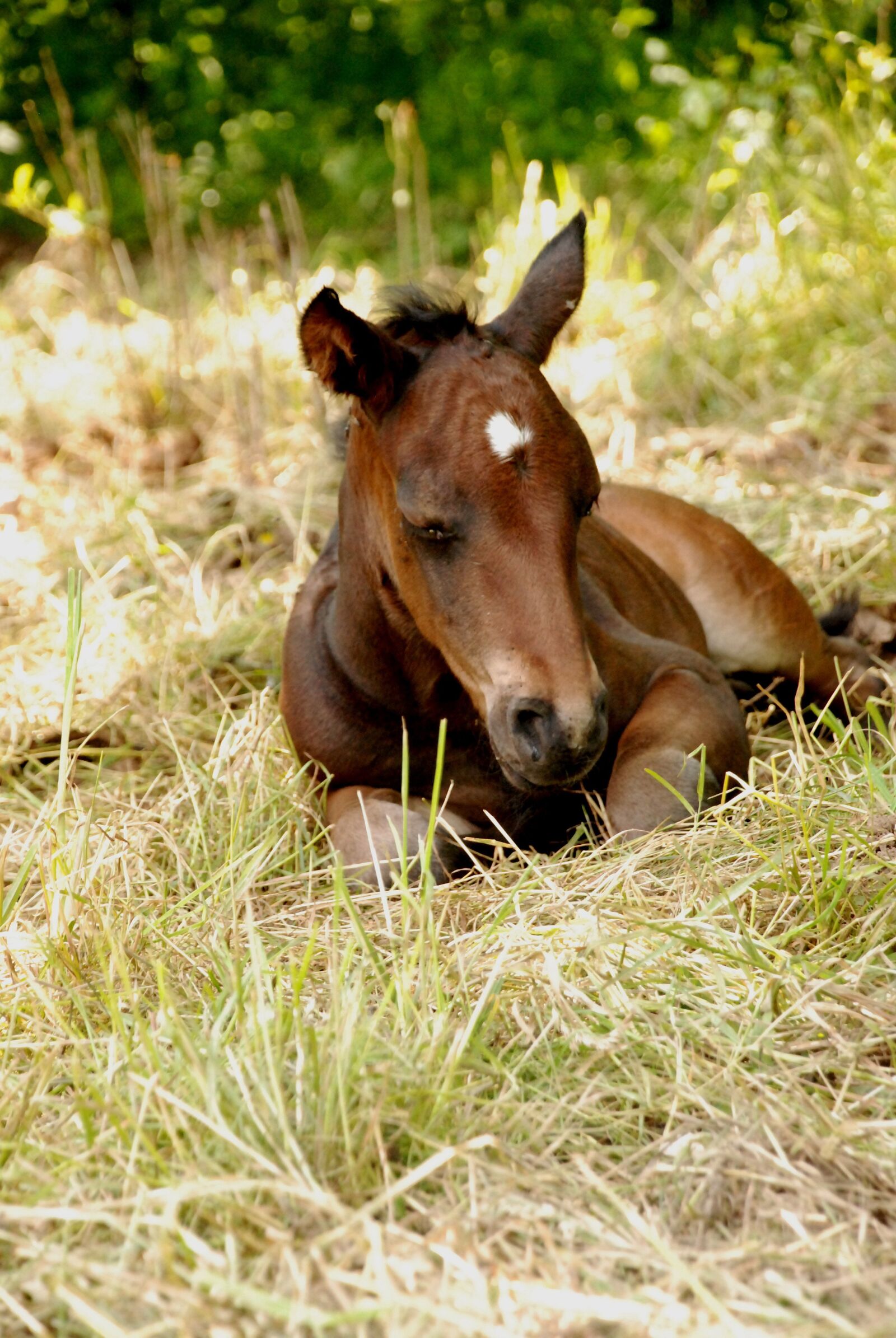 Nikon D80 sample photo. Foal, colt, summer photography