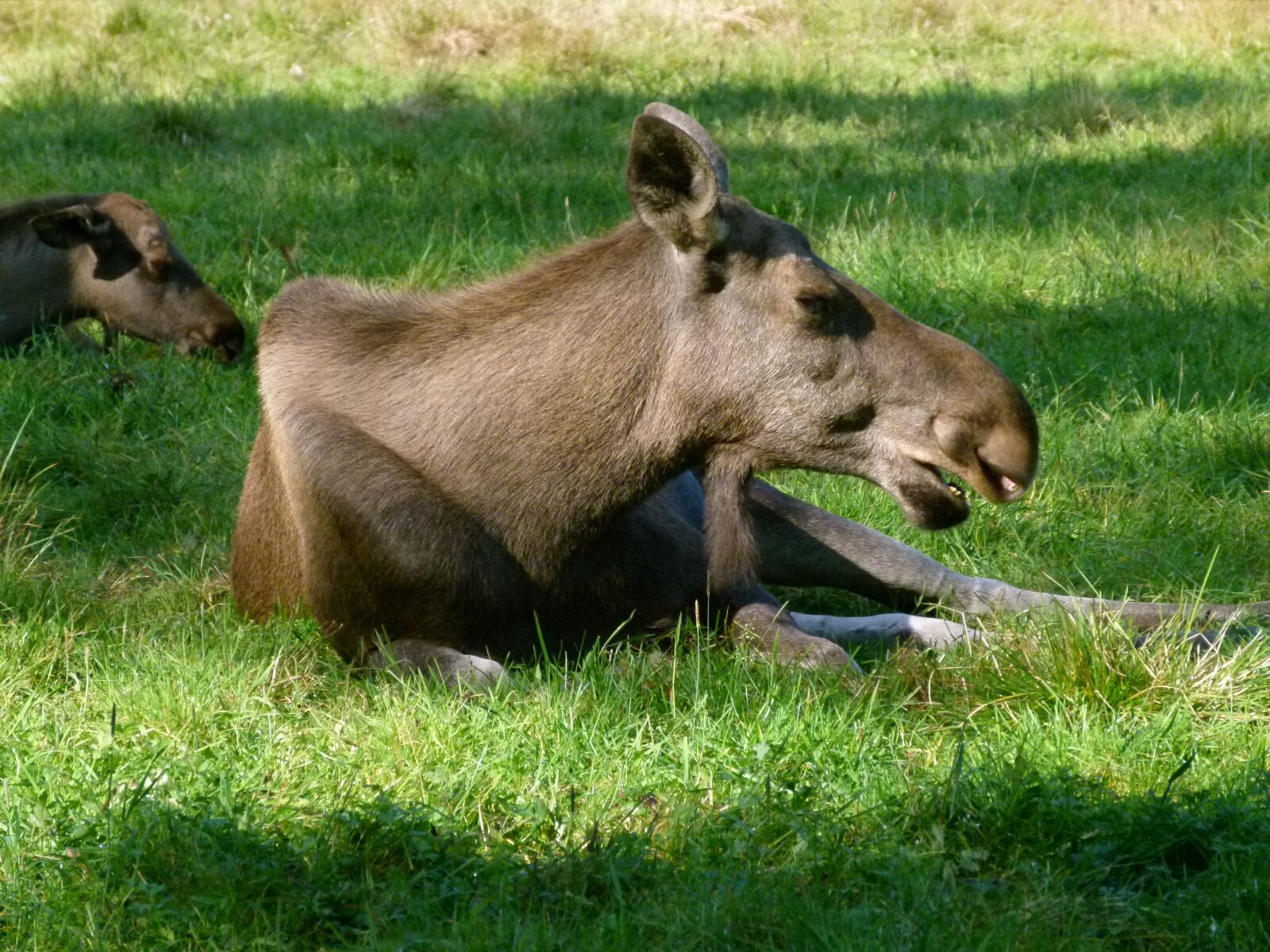 Panasonic Lumix DMC-FZ100 sample photo. Hart, animals in the photography