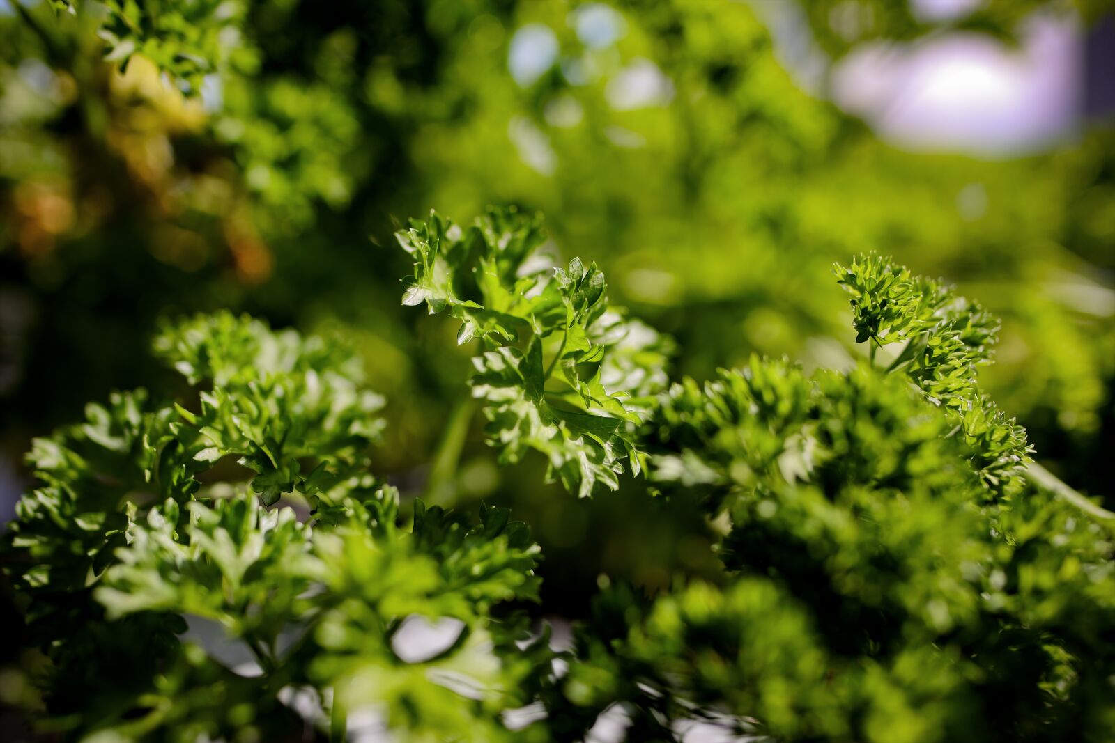 Canon EOS 5D Mark IV + Tamron SP 35mm F1.8 Di VC USD sample photo. Parsley, herbs, spice photography