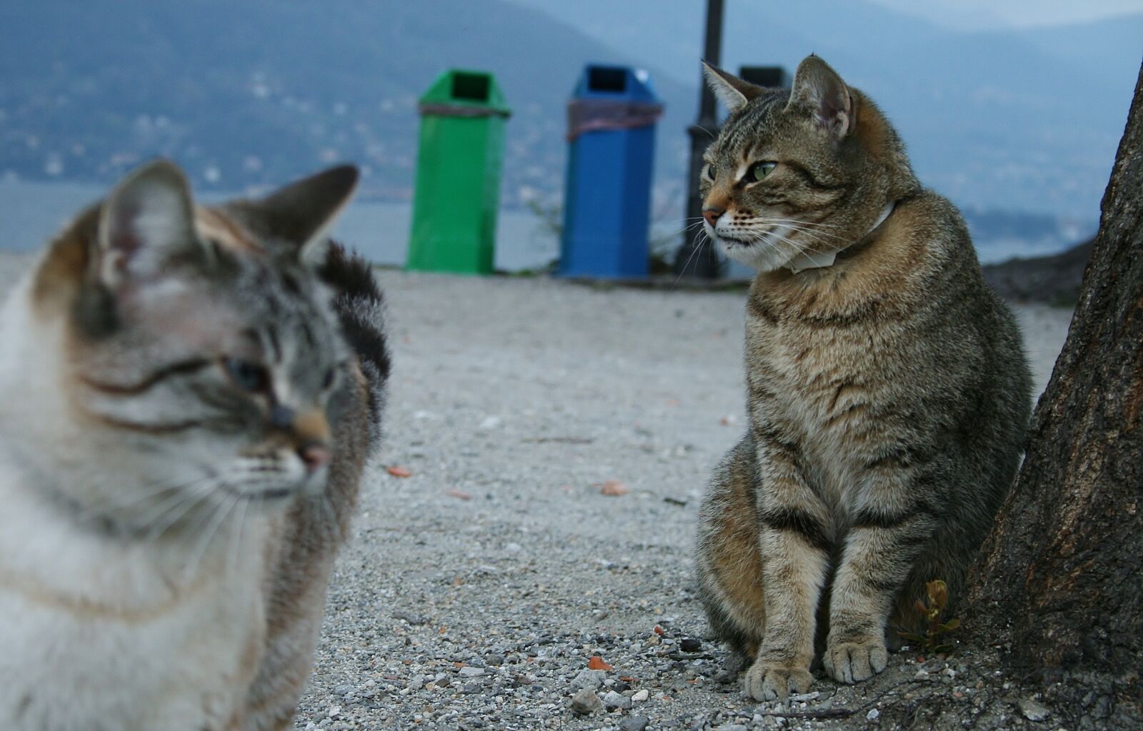 Canon EOS 400D (EOS Digital Rebel XTi / EOS Kiss Digital X) sample photo. Cat, animal, portrait photography
