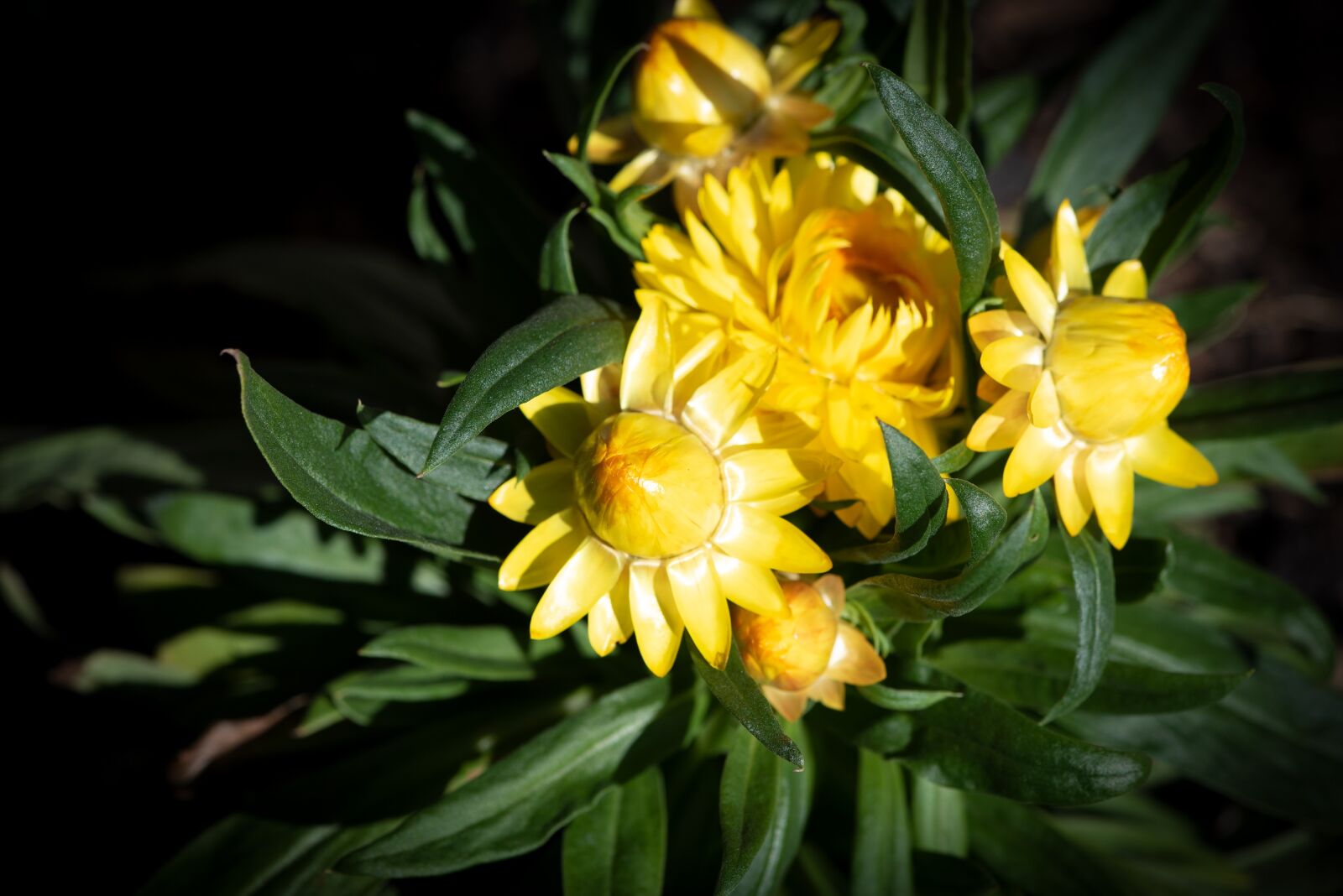 Nikon D750 sample photo. Straw flowers, yellow, bloom photography