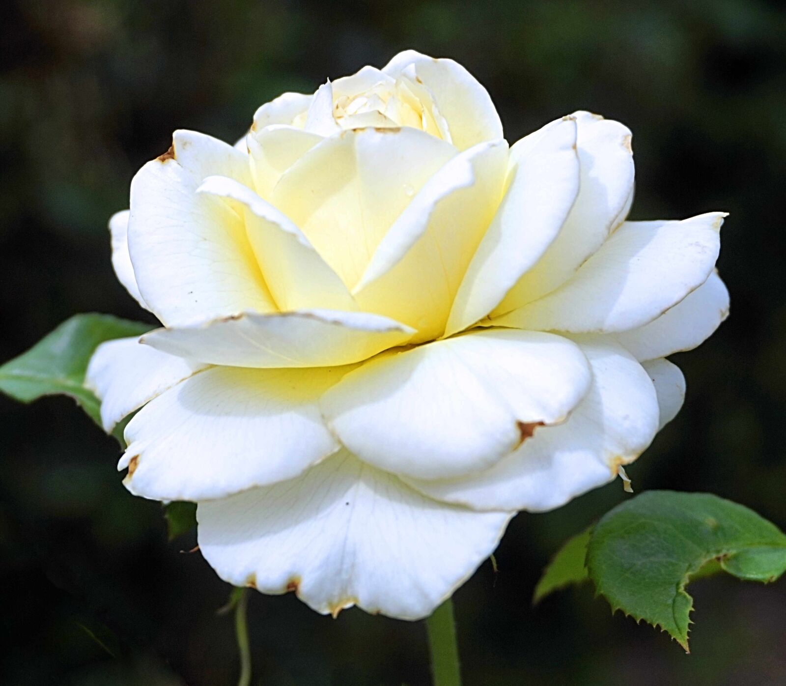 Sony Alpha a5000 (ILCE 5000) sample photo. Rose, blossom, bloom photography
