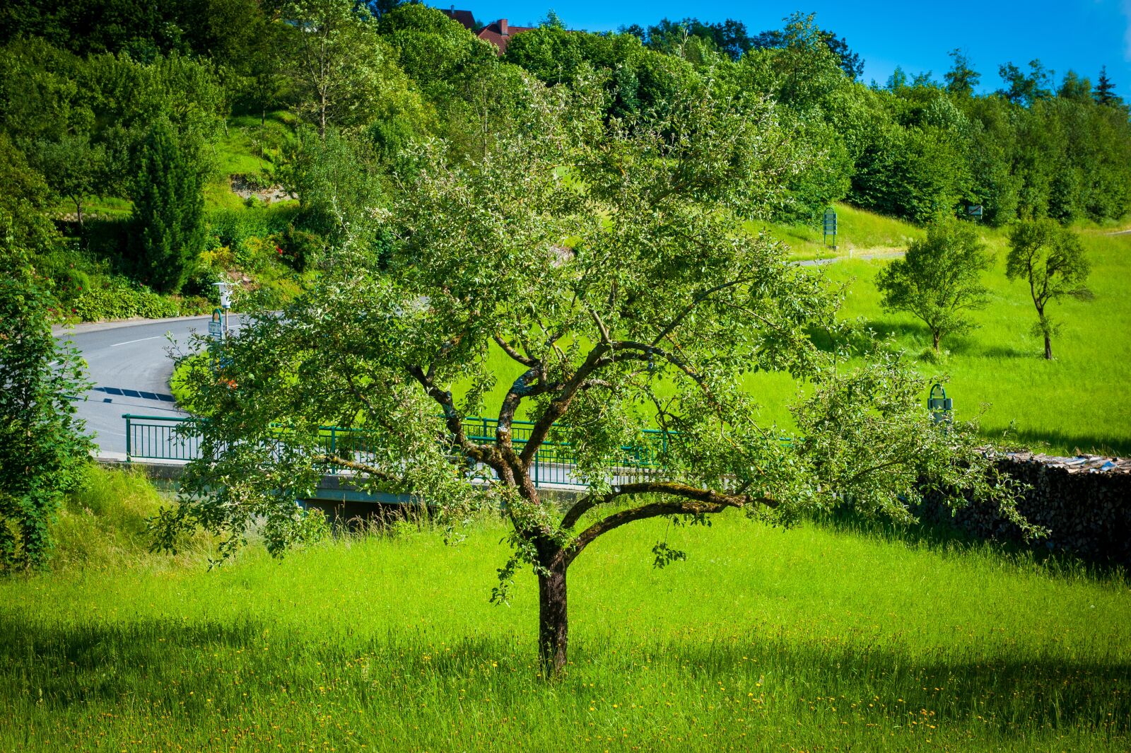 Nikon D700 sample photo. Tree, meadow, nature photography