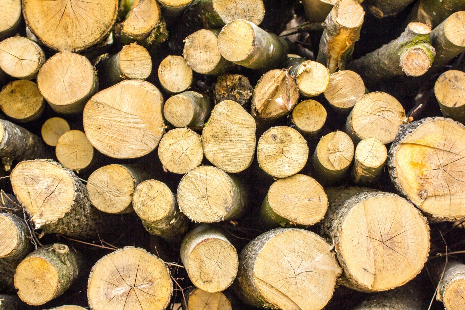 Canon EOS 60D sample photo. Wood, tree, nature photography